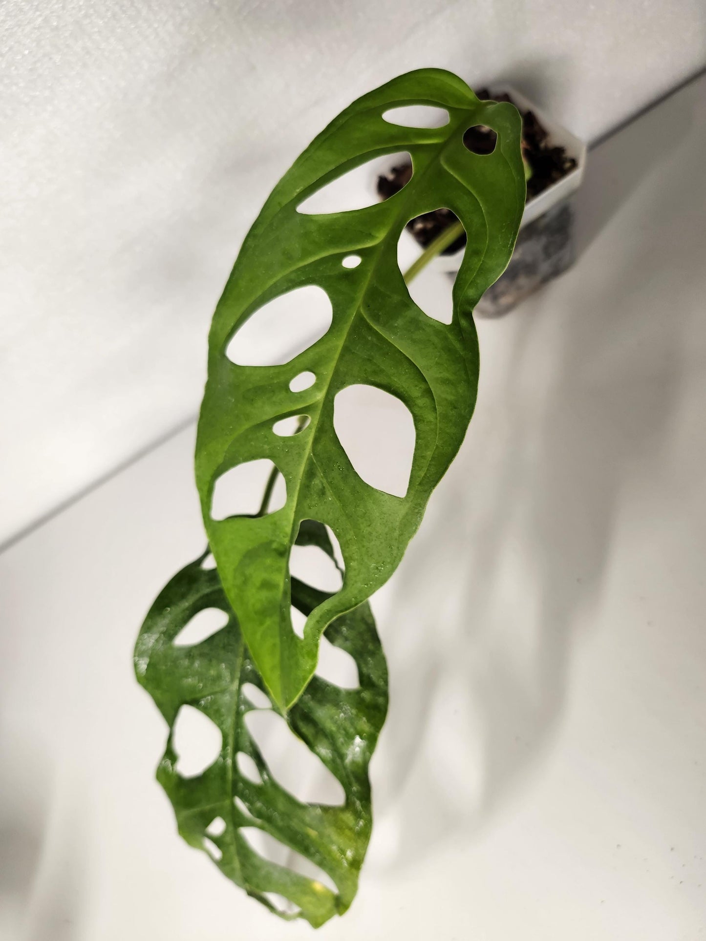 Monstera Adansonii Longifolia Ecuador