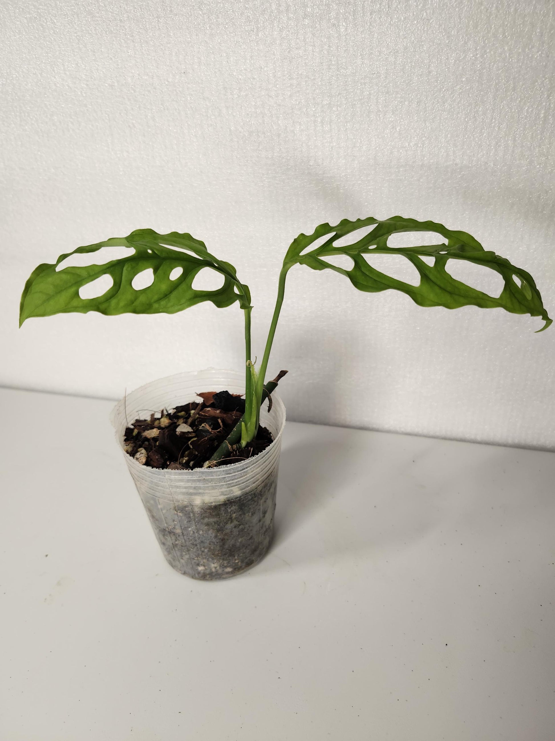 Monstera Obliqua Peru