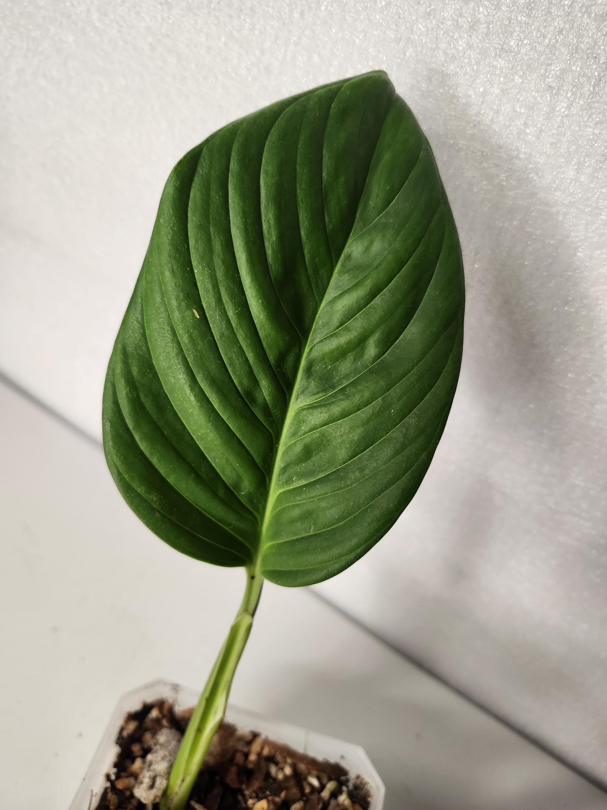 Monstera Radican