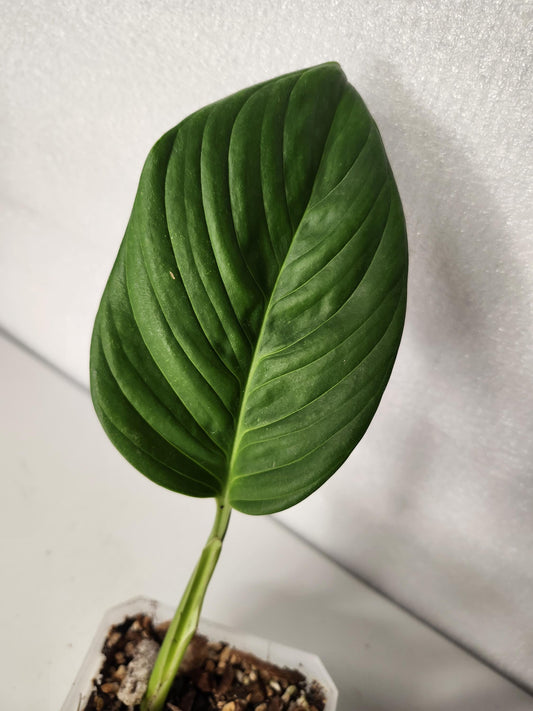 Monstera Radican