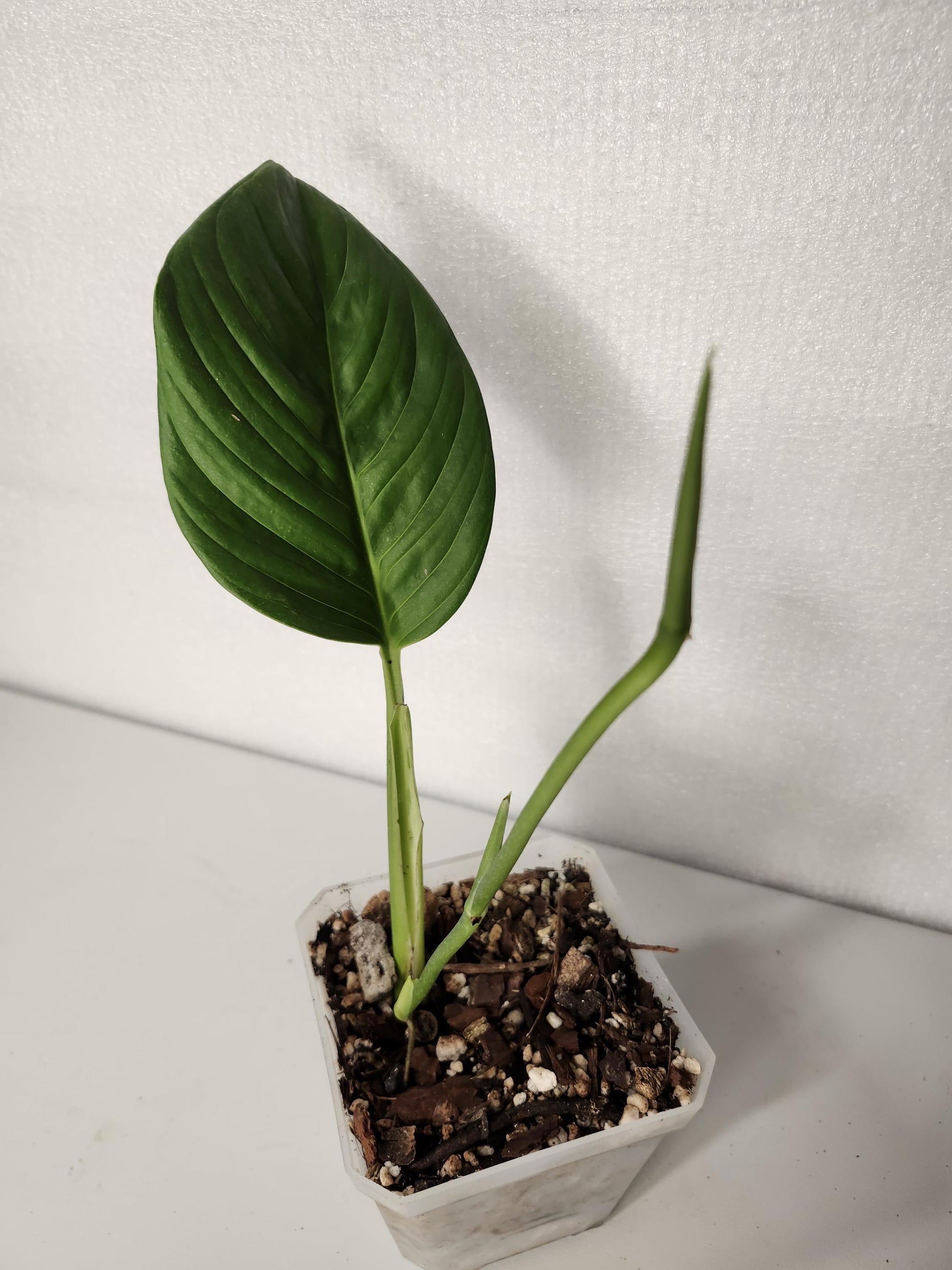 Monstera Radican