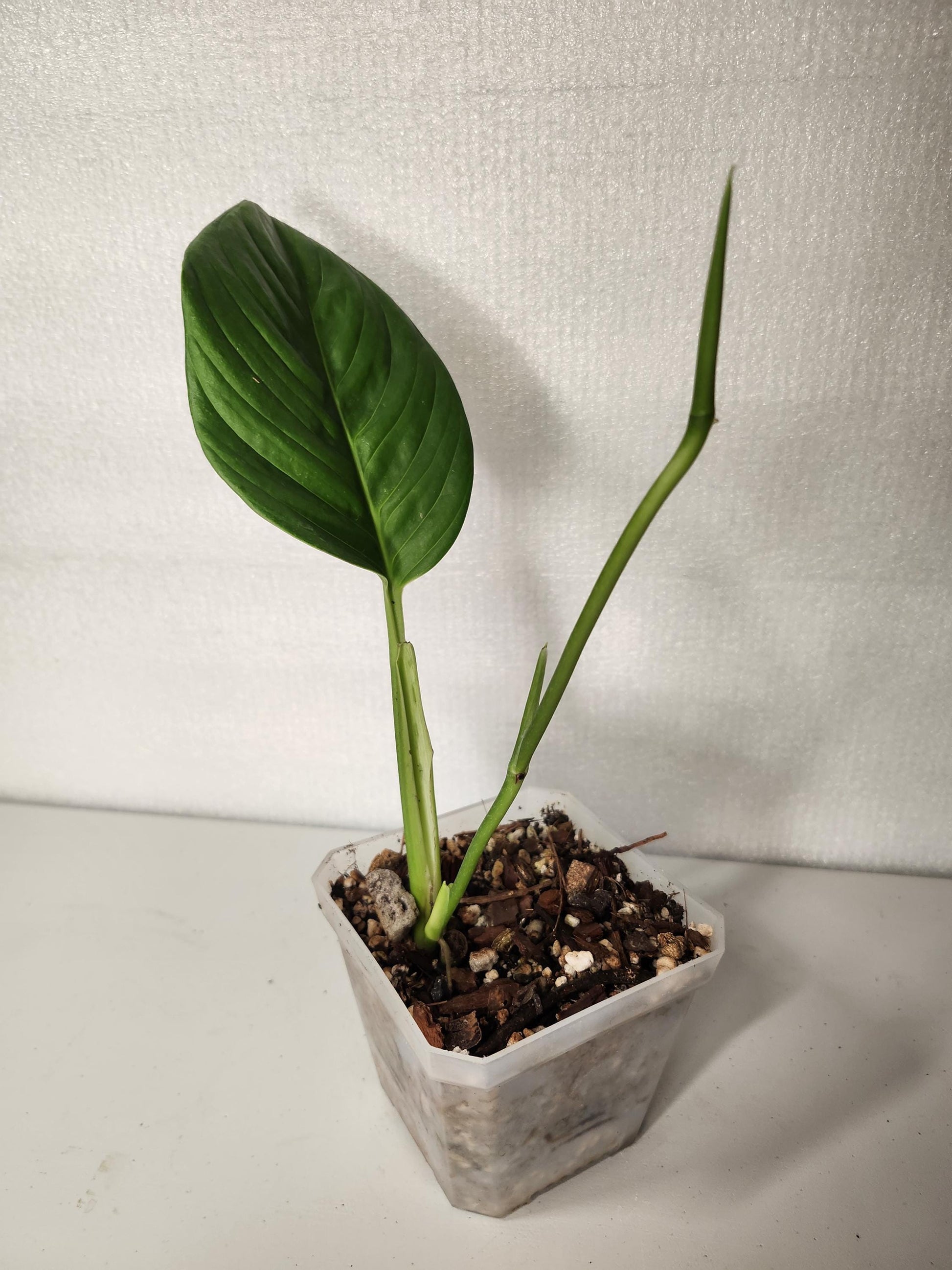 Monstera Radican