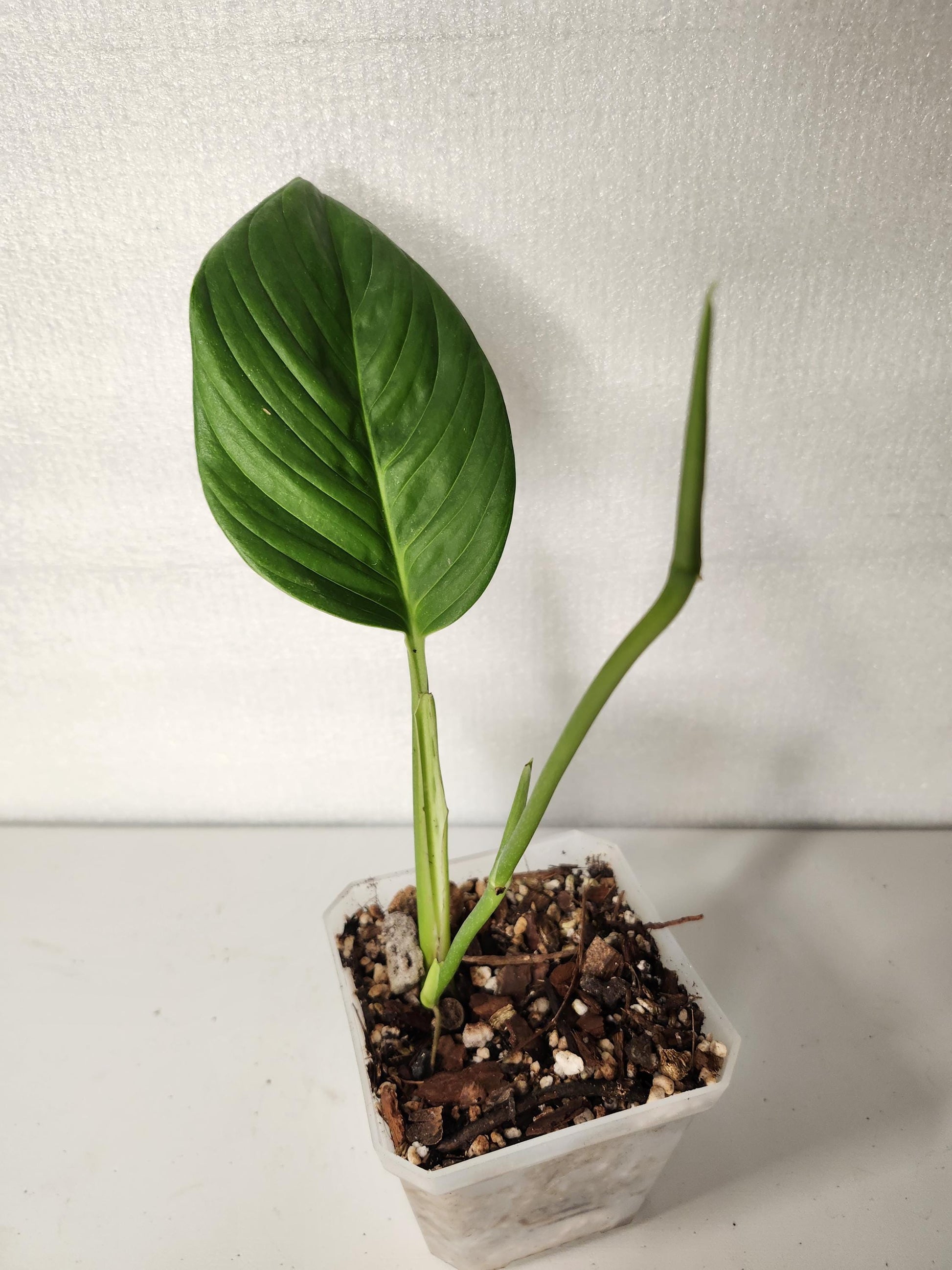 Monstera Radican