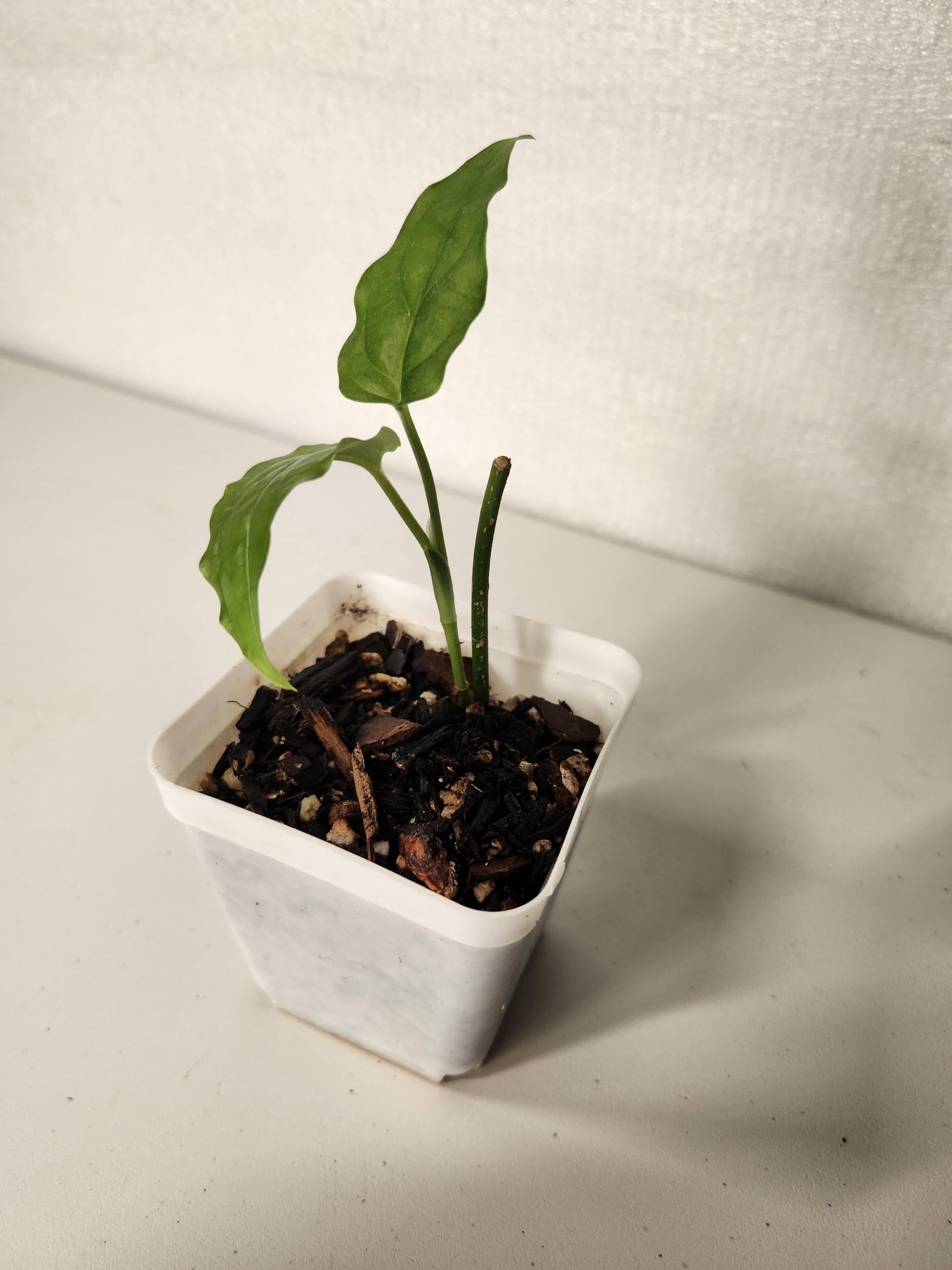 Monstera Obliqua Amazonas