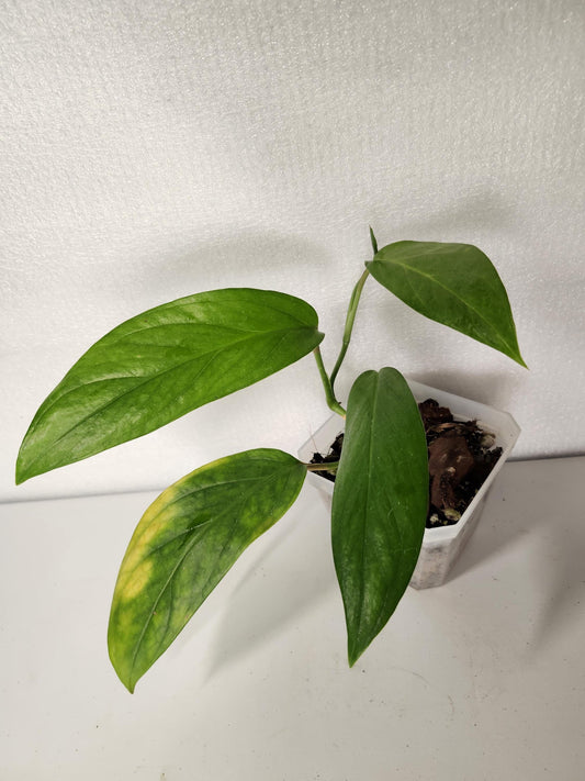Monstera Glaucescens