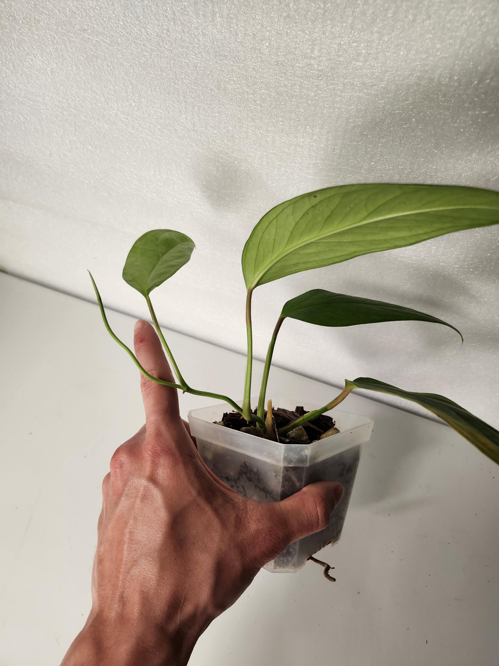 Monstera Glaucescens