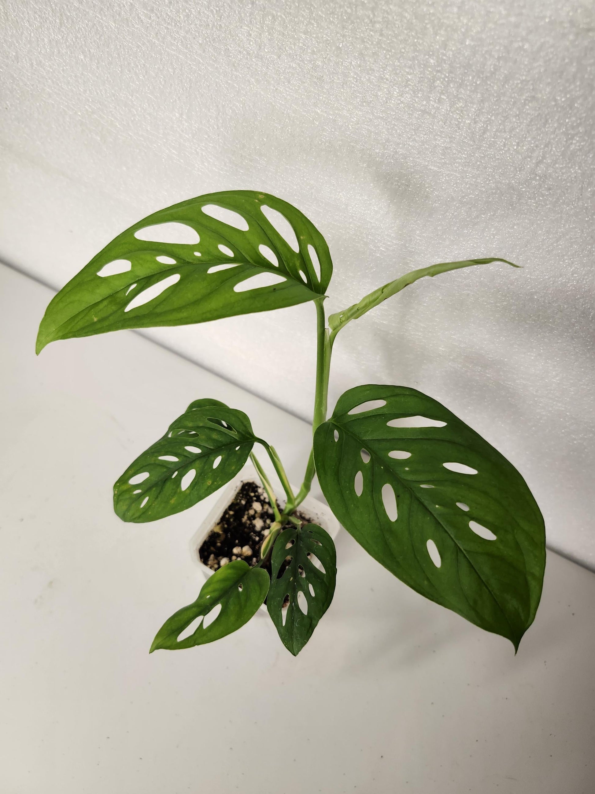 Monstera Adansonii Fairchild Double Window - Silky Leaves