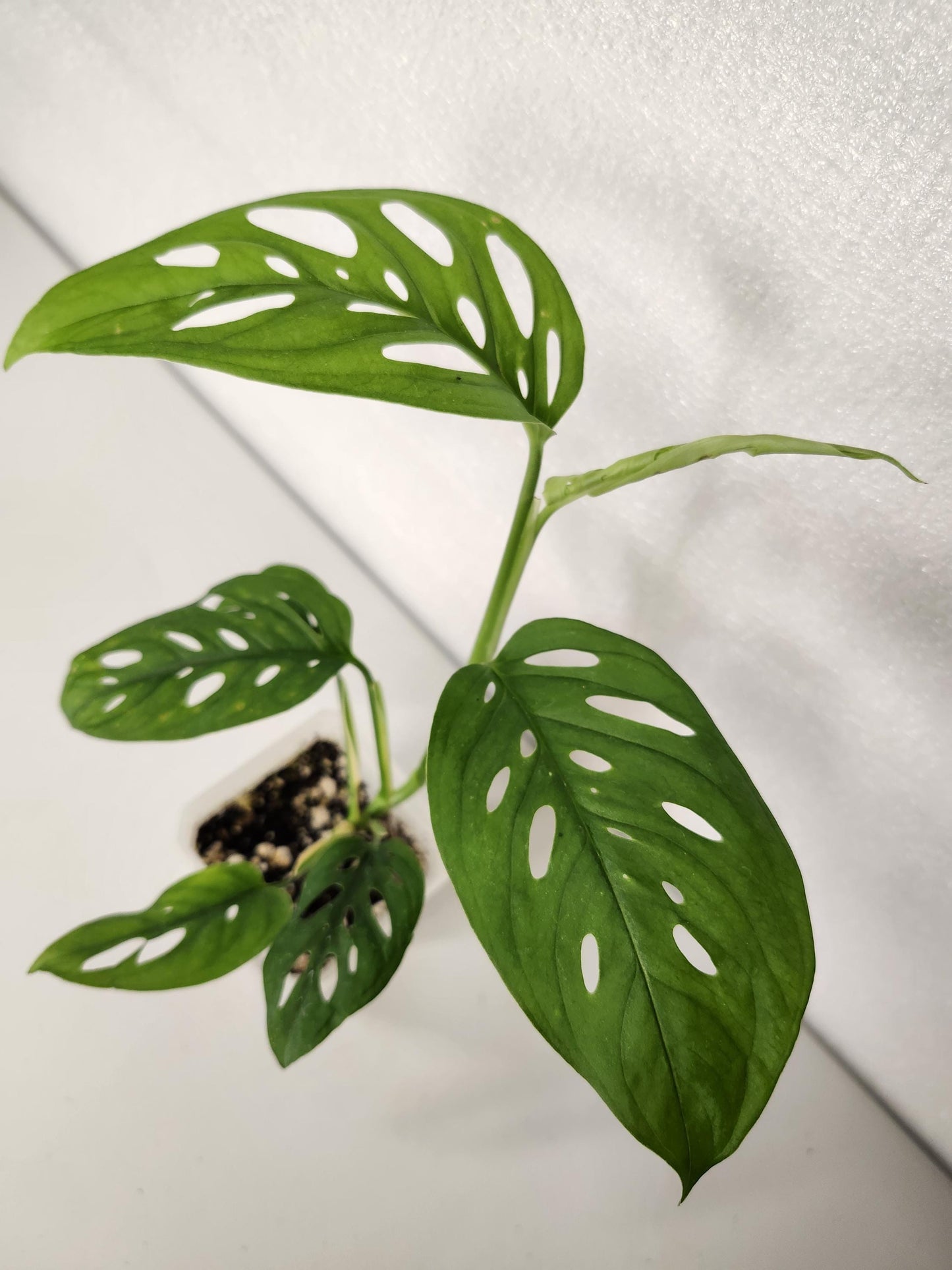 Monstera Adansonii Fairchild Double Window - Silky Leaves