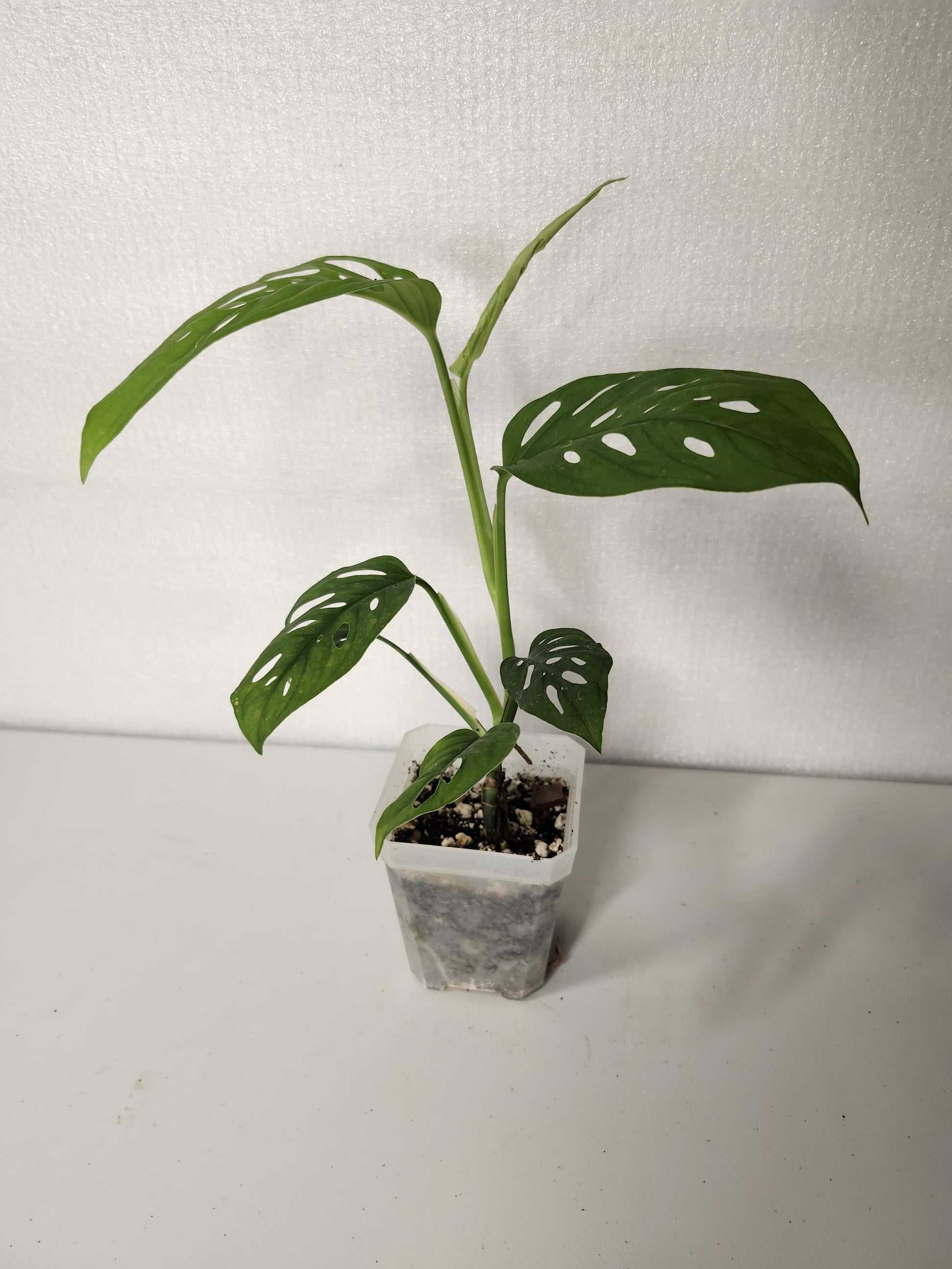 Monstera Adansonii Fairchild Double Window - Silky Leaves