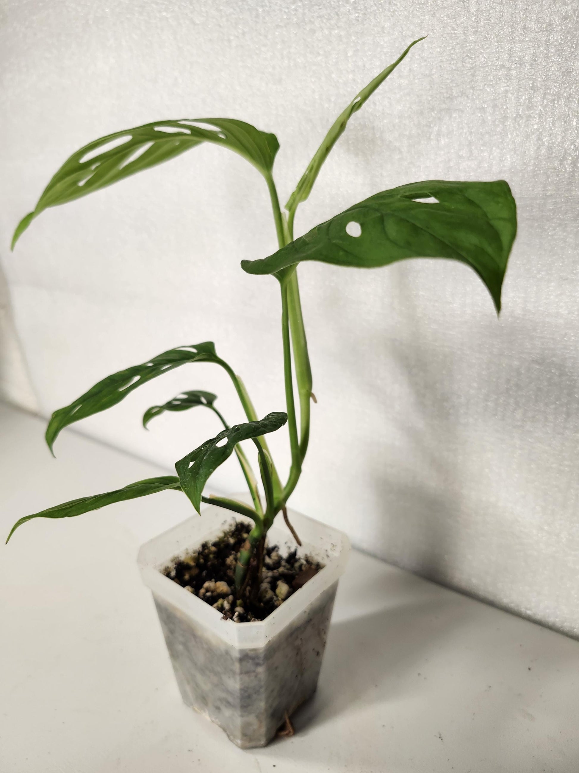 Monstera Adansonii Fairchild Double Window - Silky Leaves