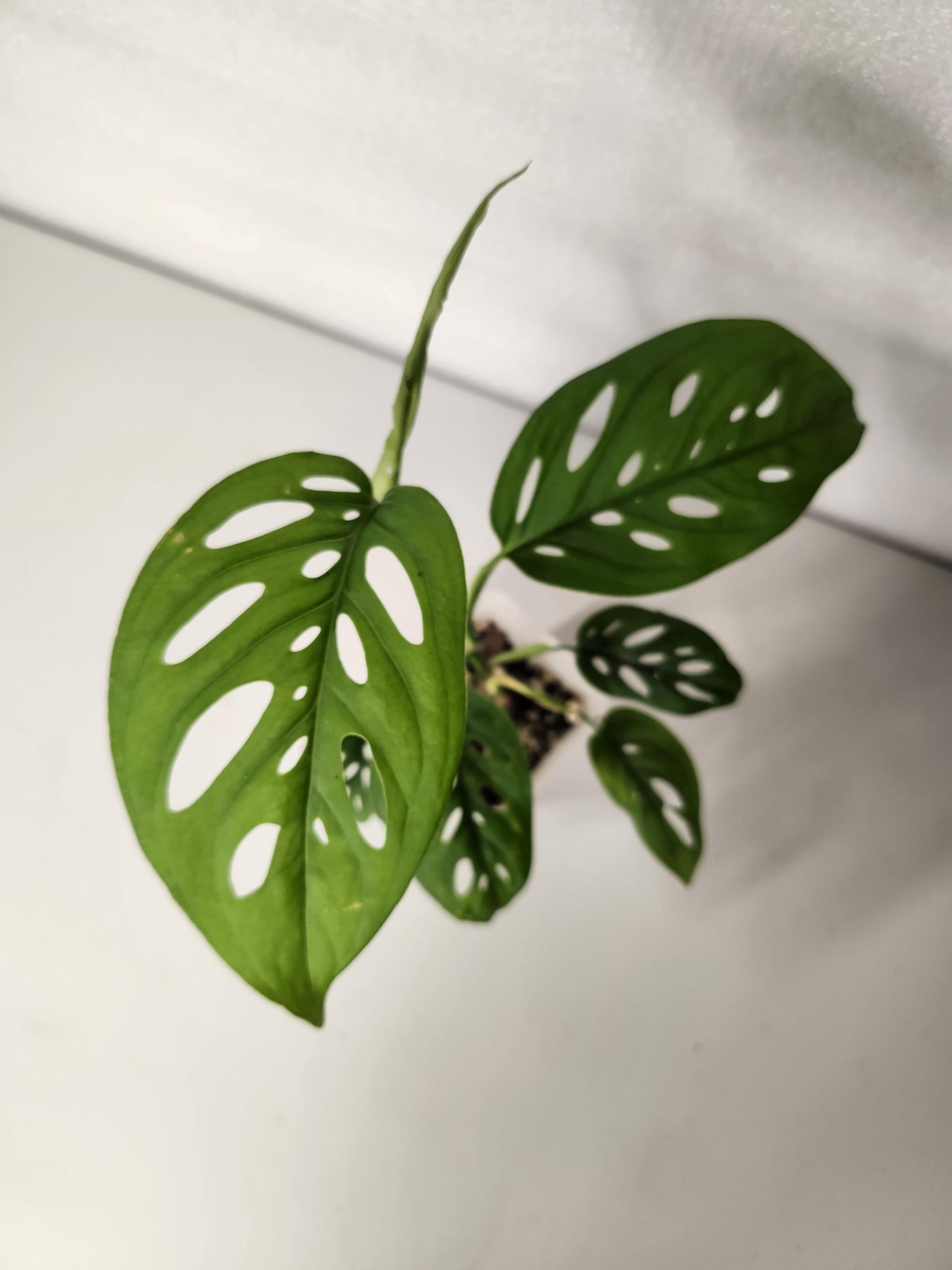 Monstera Adansonii Fairchild Double Window - Silky Leaves
