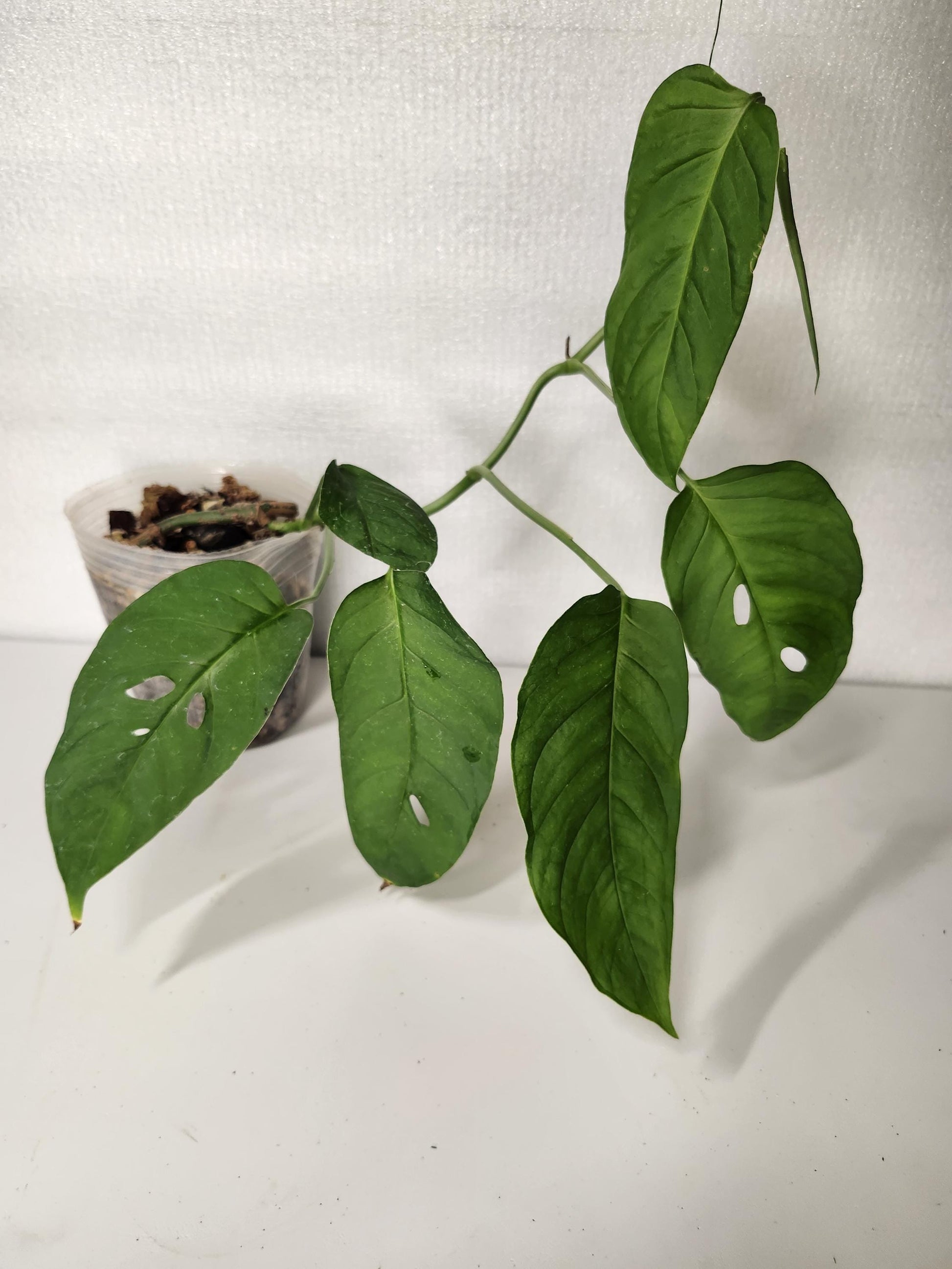 Monstera Sp Paradiso Costa Rica