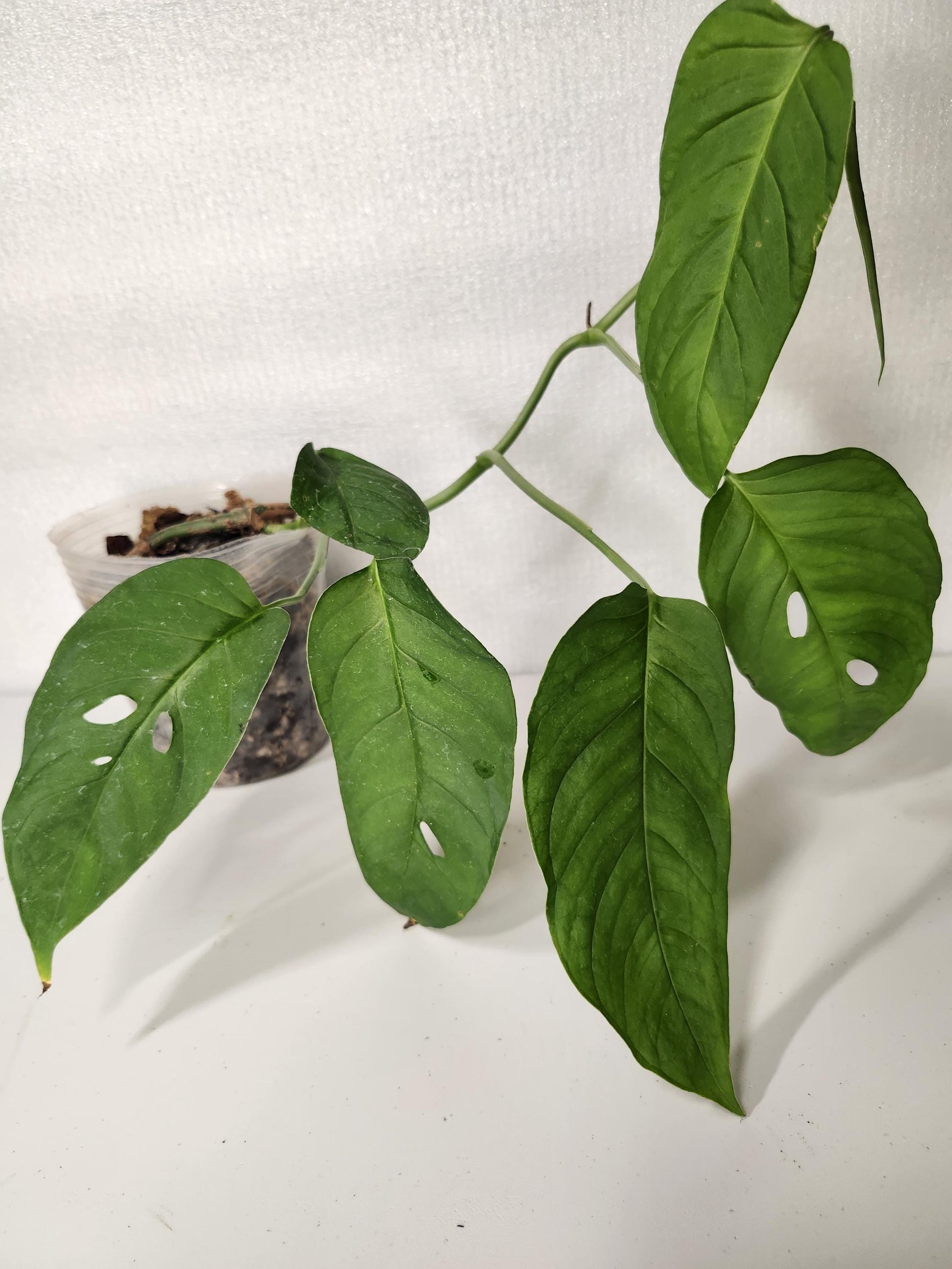 Monstera Sp Paradiso Costa Rica