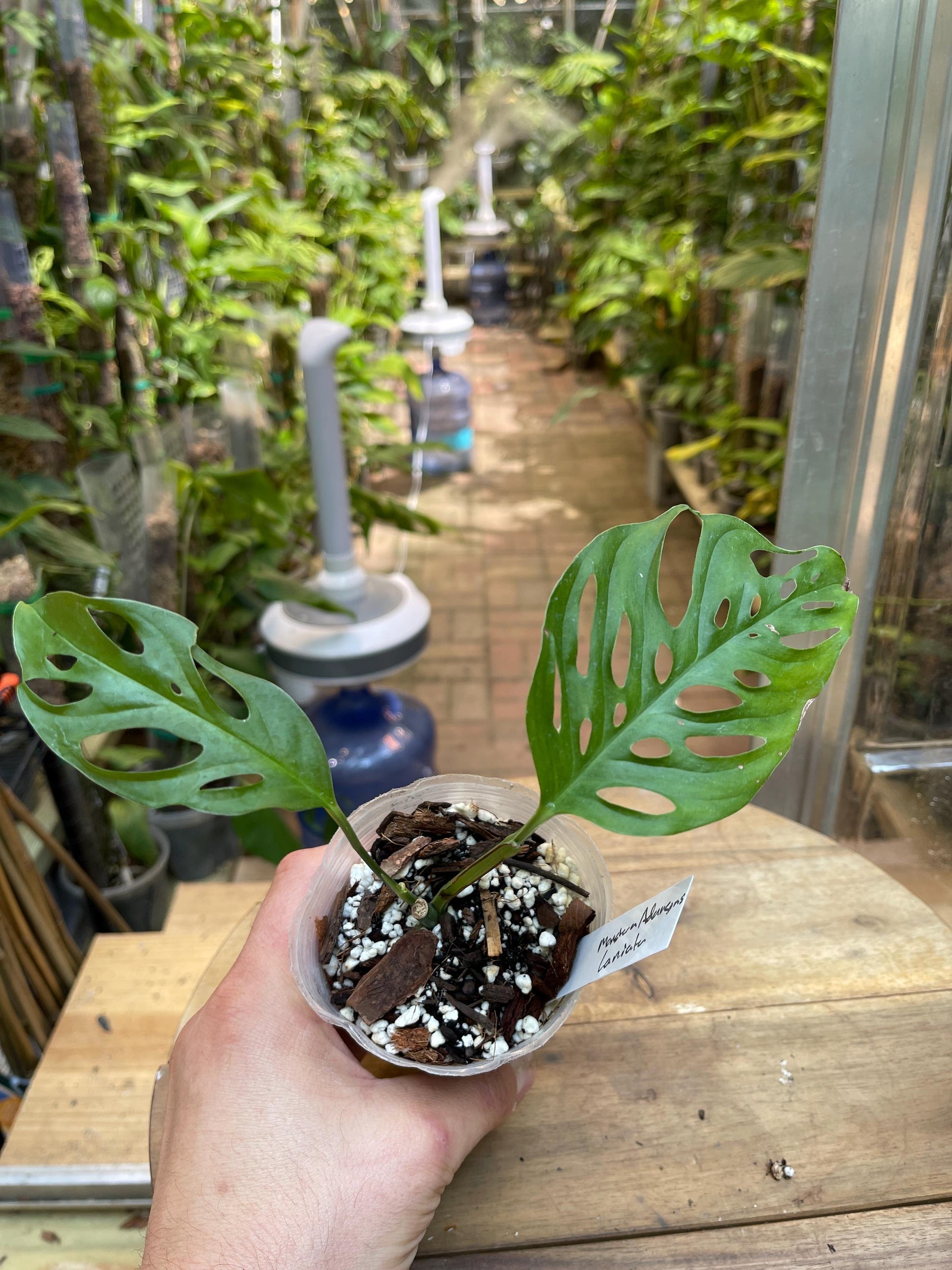 Monstera Laniata