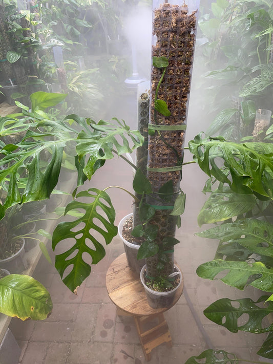 Monstera Punctulata