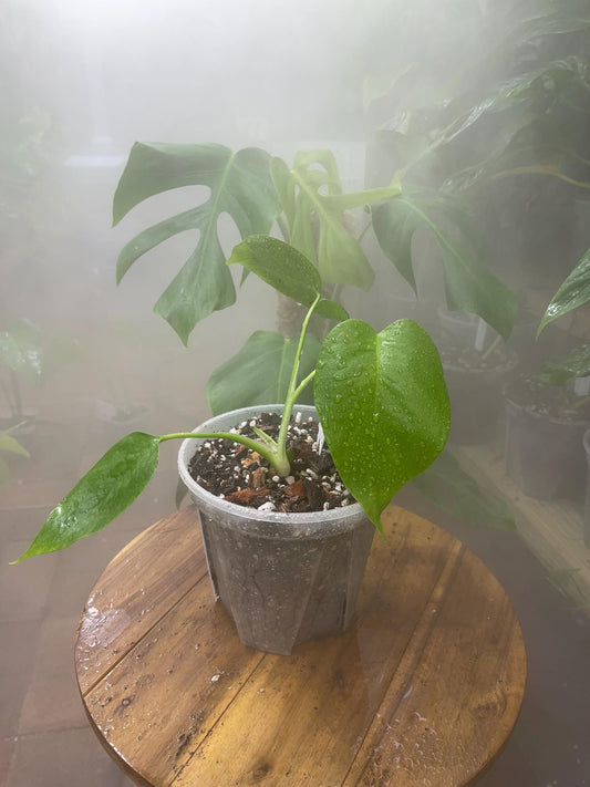 Monstera Deliciosa var. Sierrana Hawaiian Form