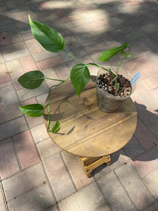 Monstera Adansonii SoPac Watershed Form