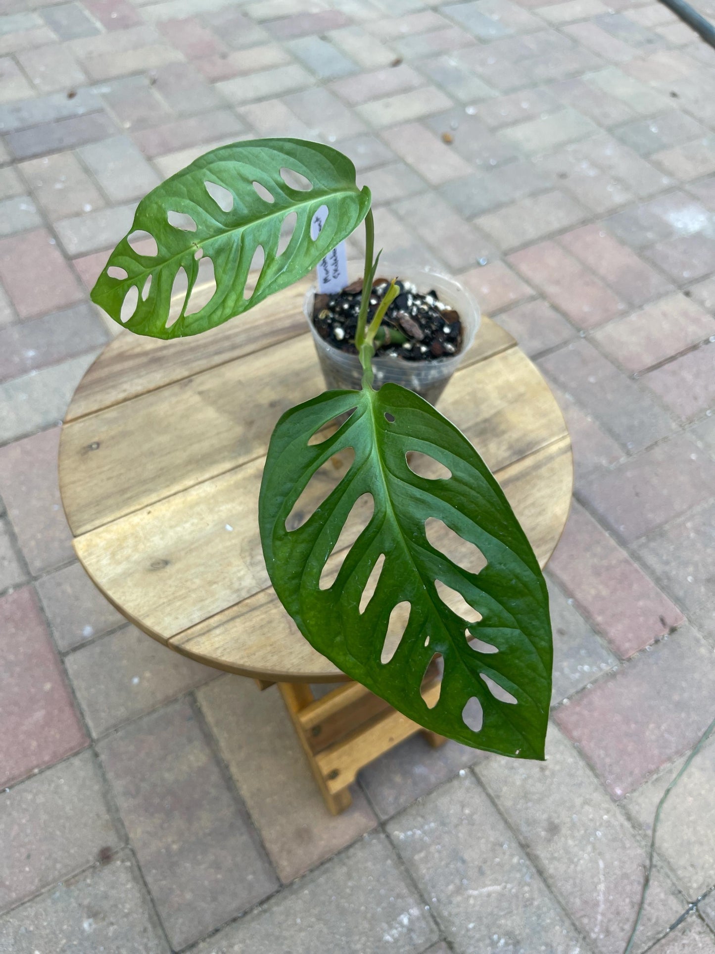 Monstera “Giant Skeleton Leaf” NoID