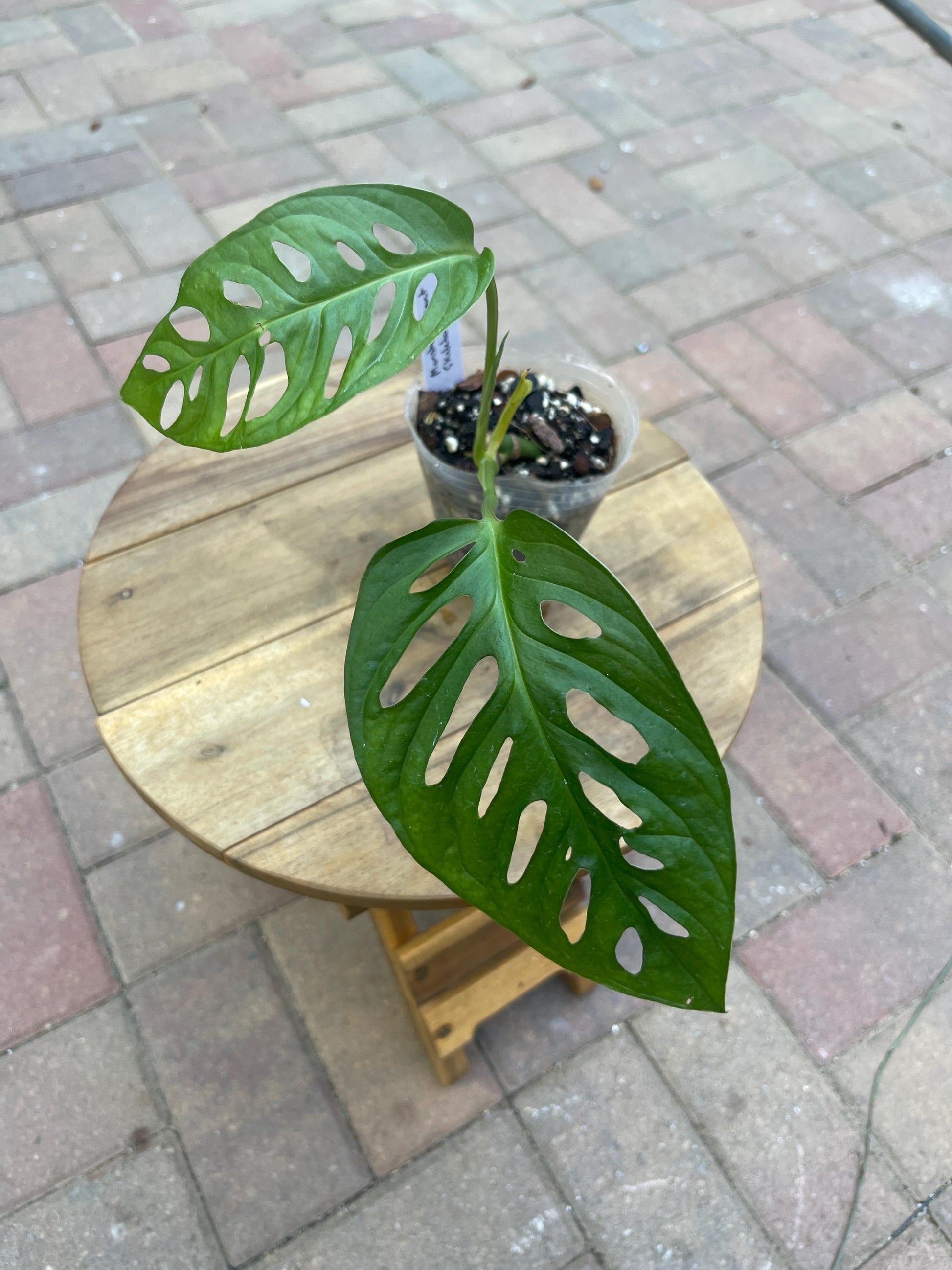 Monstera “Giant Skeleton Leaf” NoID