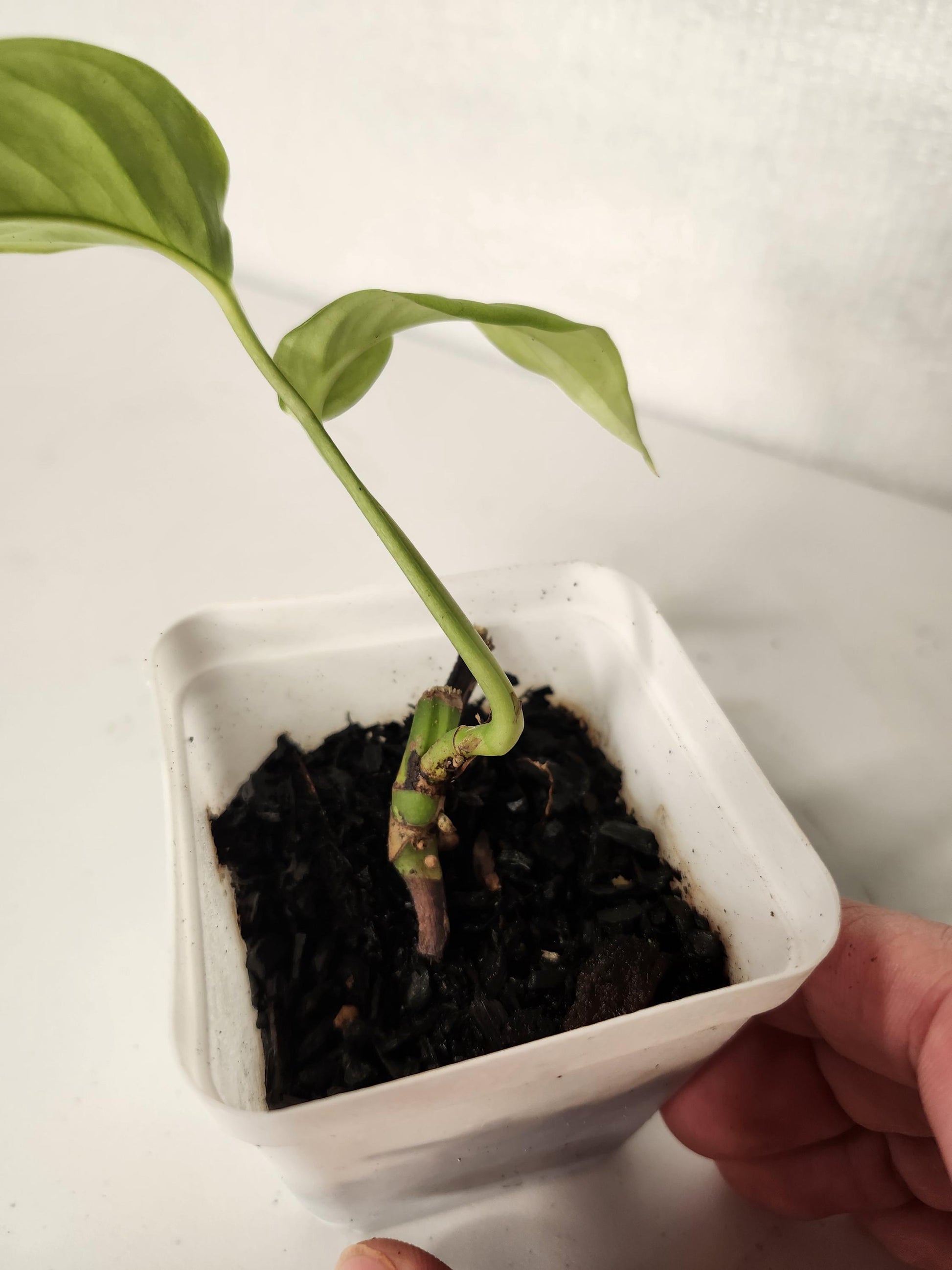 Monstera Gracilis