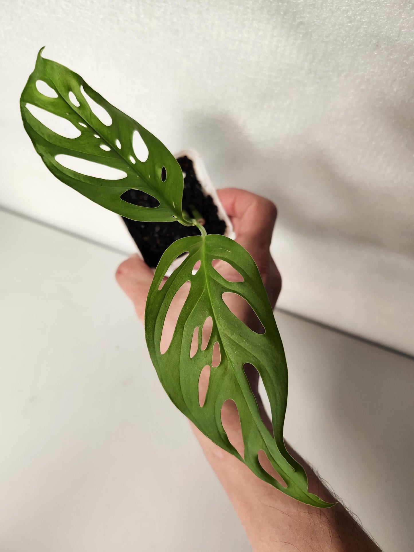 Monstera Laniata