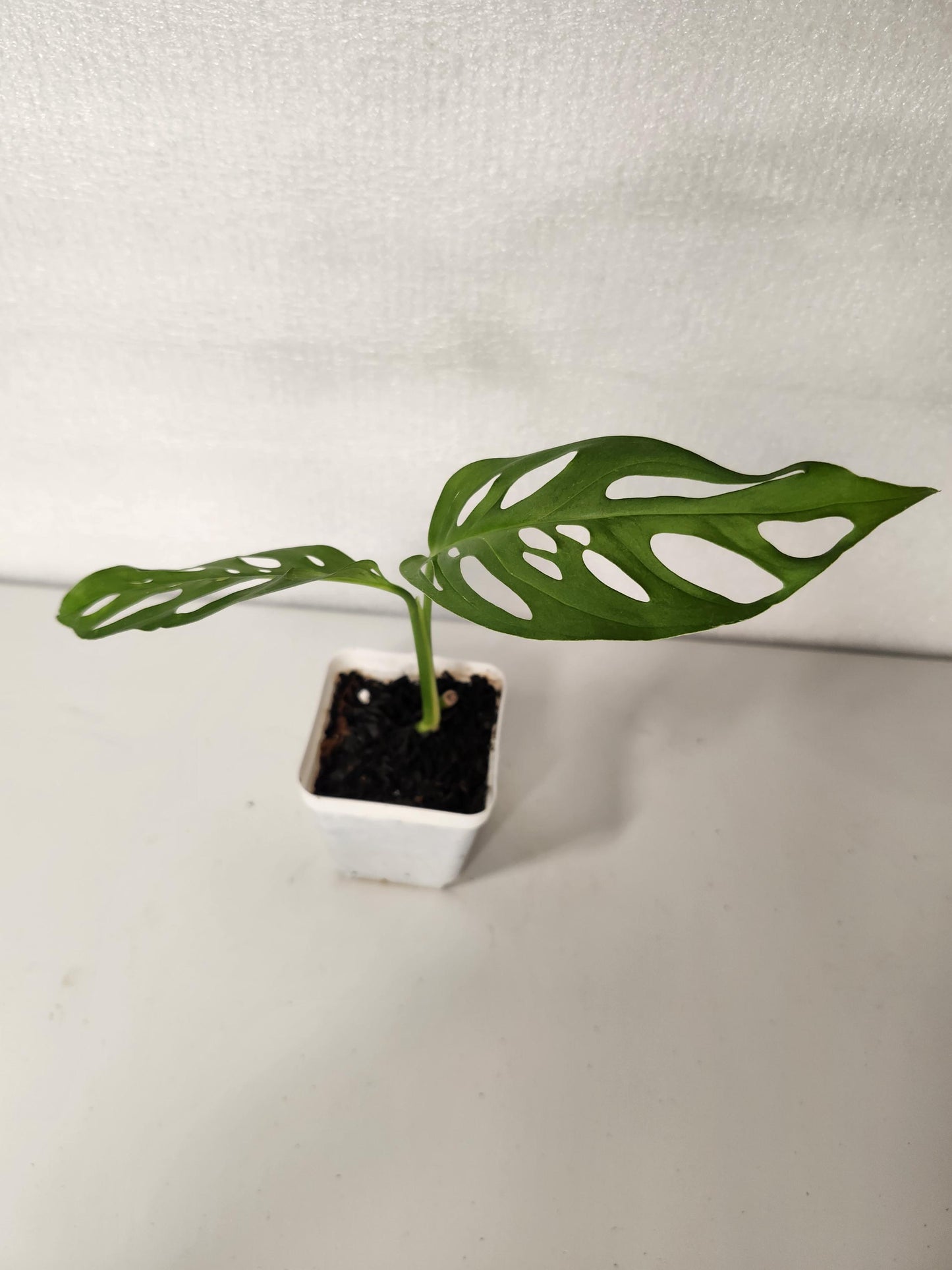 Monstera Laniata