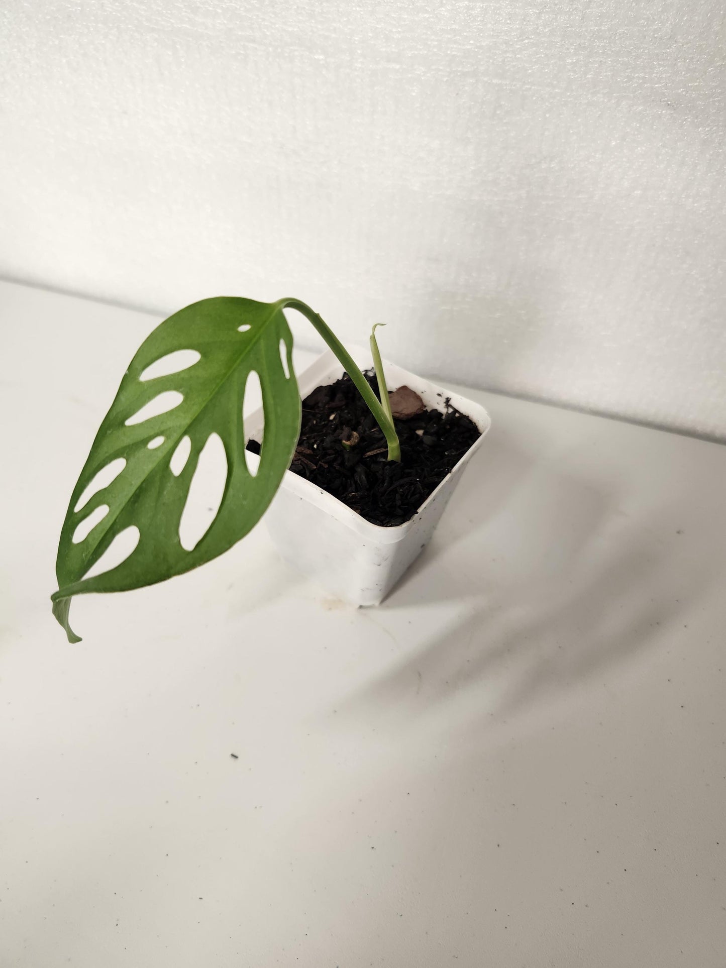 Monstera Laniata