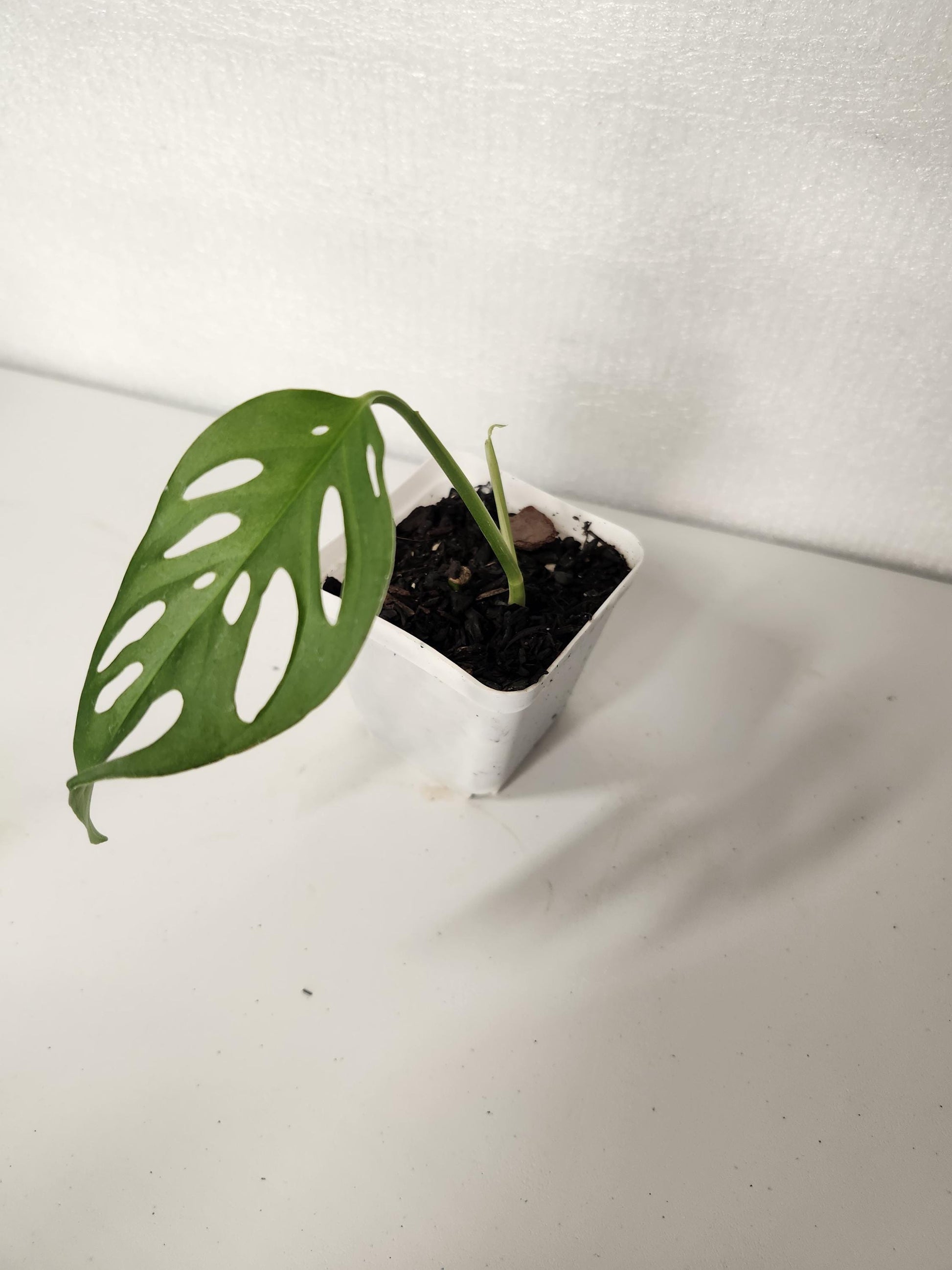 Monstera Laniata