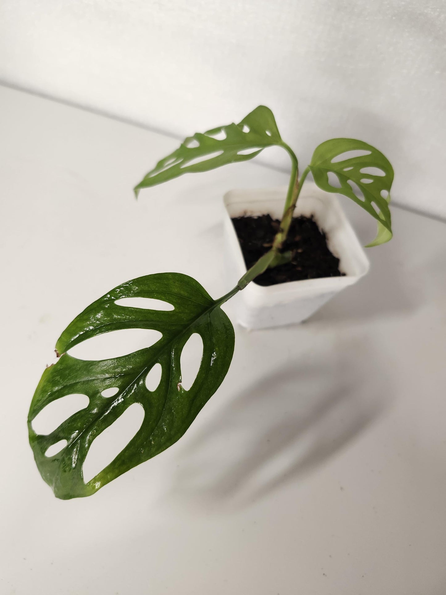 Monstera Adansonii Pequeña