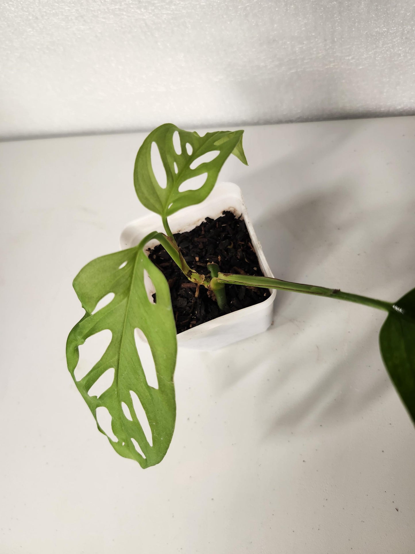 Monstera Adansonii Pequeña