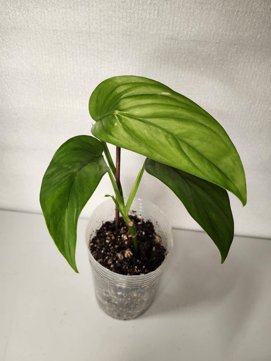 Monstera Obliqua Napo