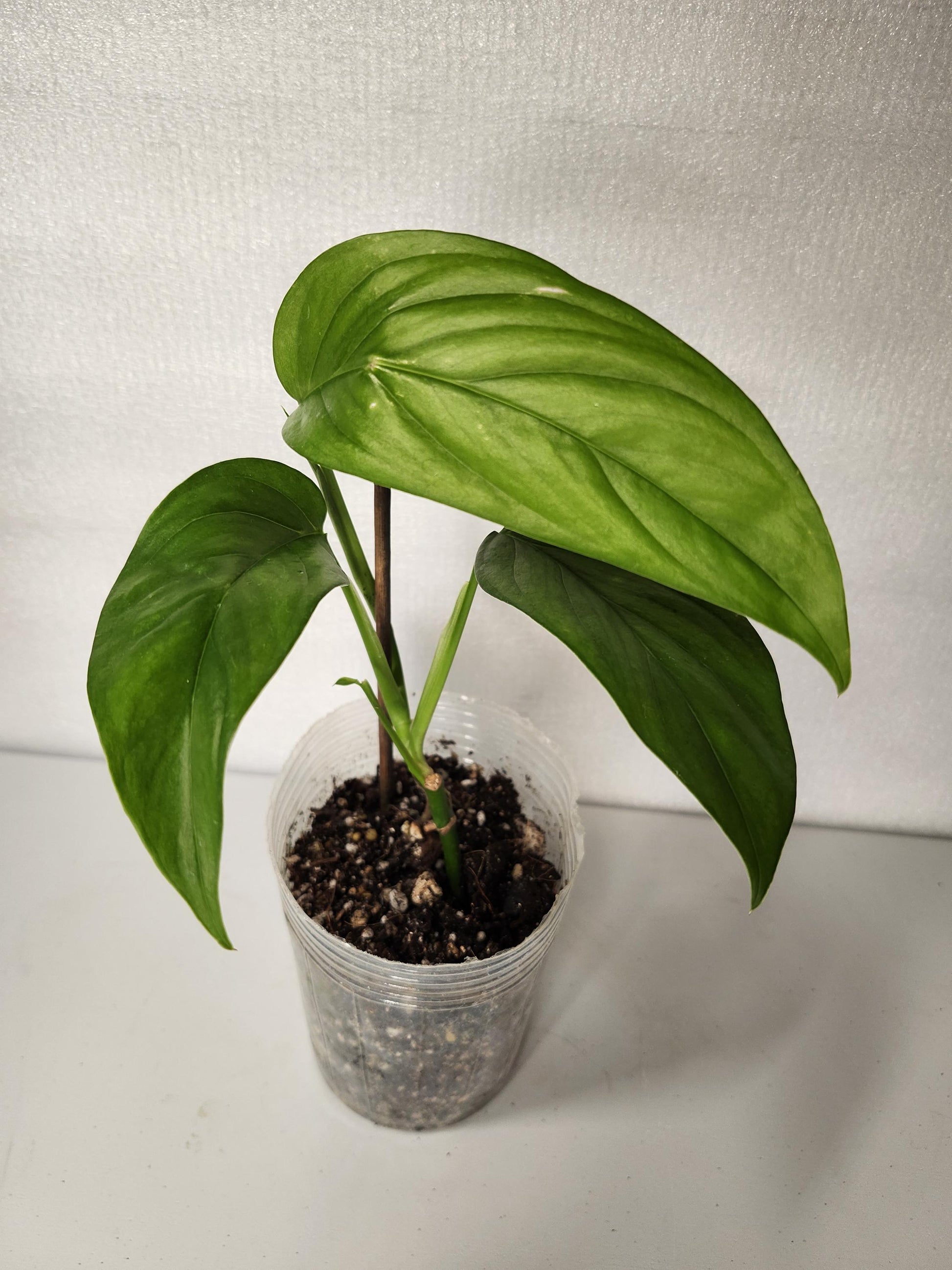 Monstera Obliqua Napo
