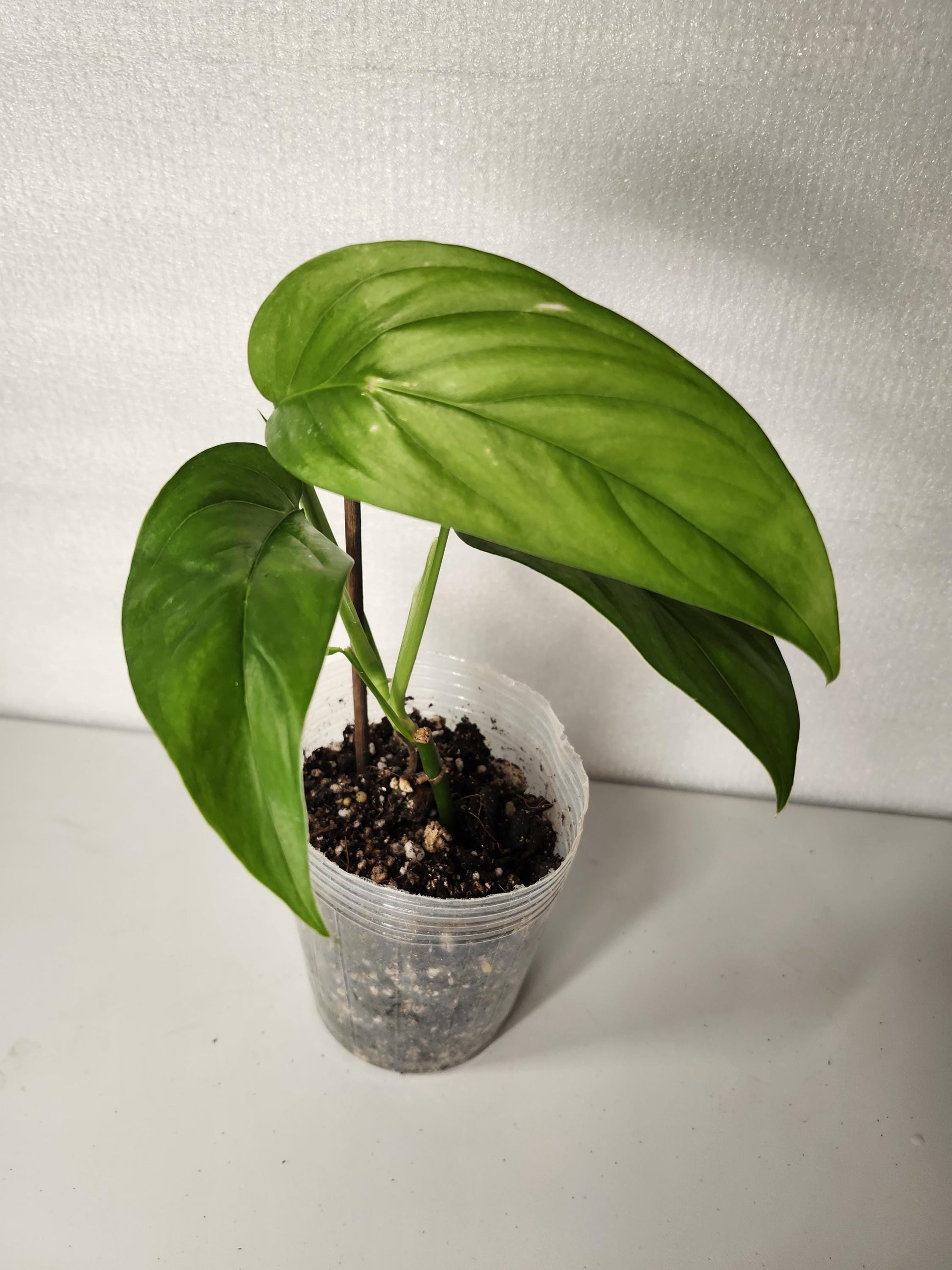 Monstera Obliqua Napo