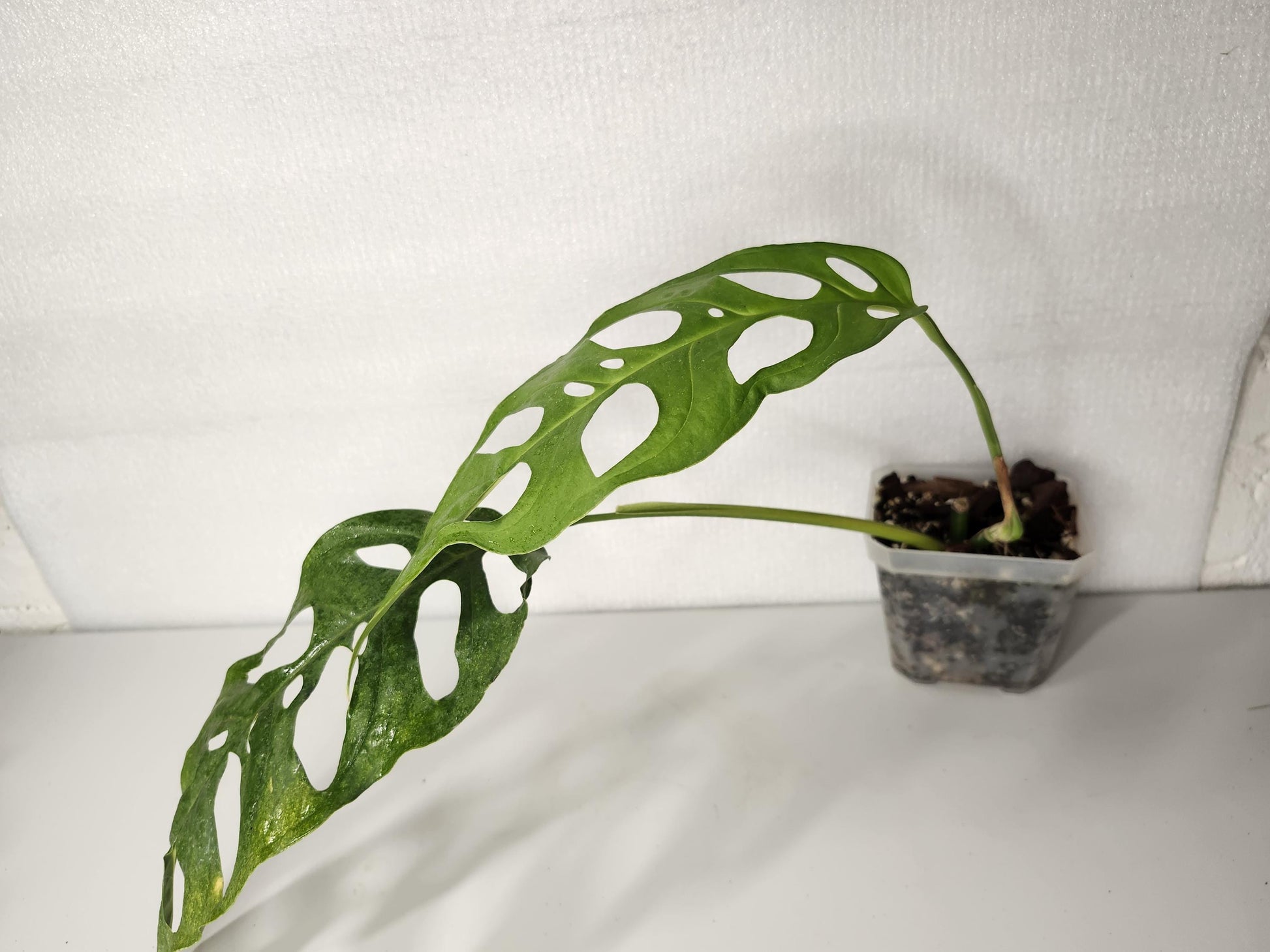 Monstera Adansonii Longifolia Ecuador