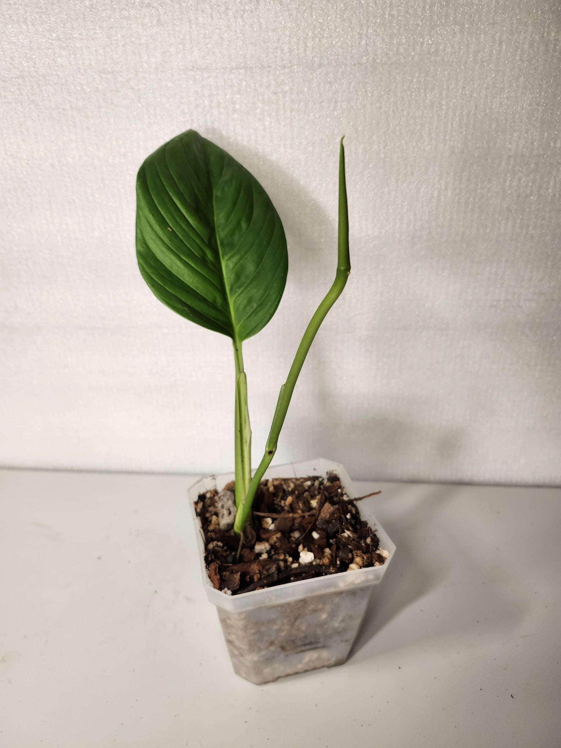 Monstera Radican