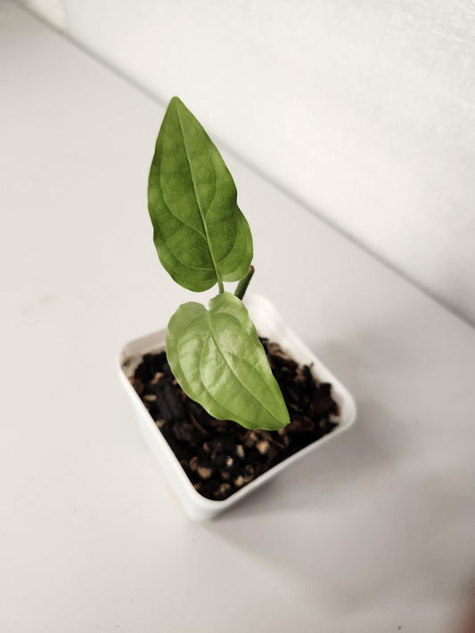 Monstera Obliqua Amazonas