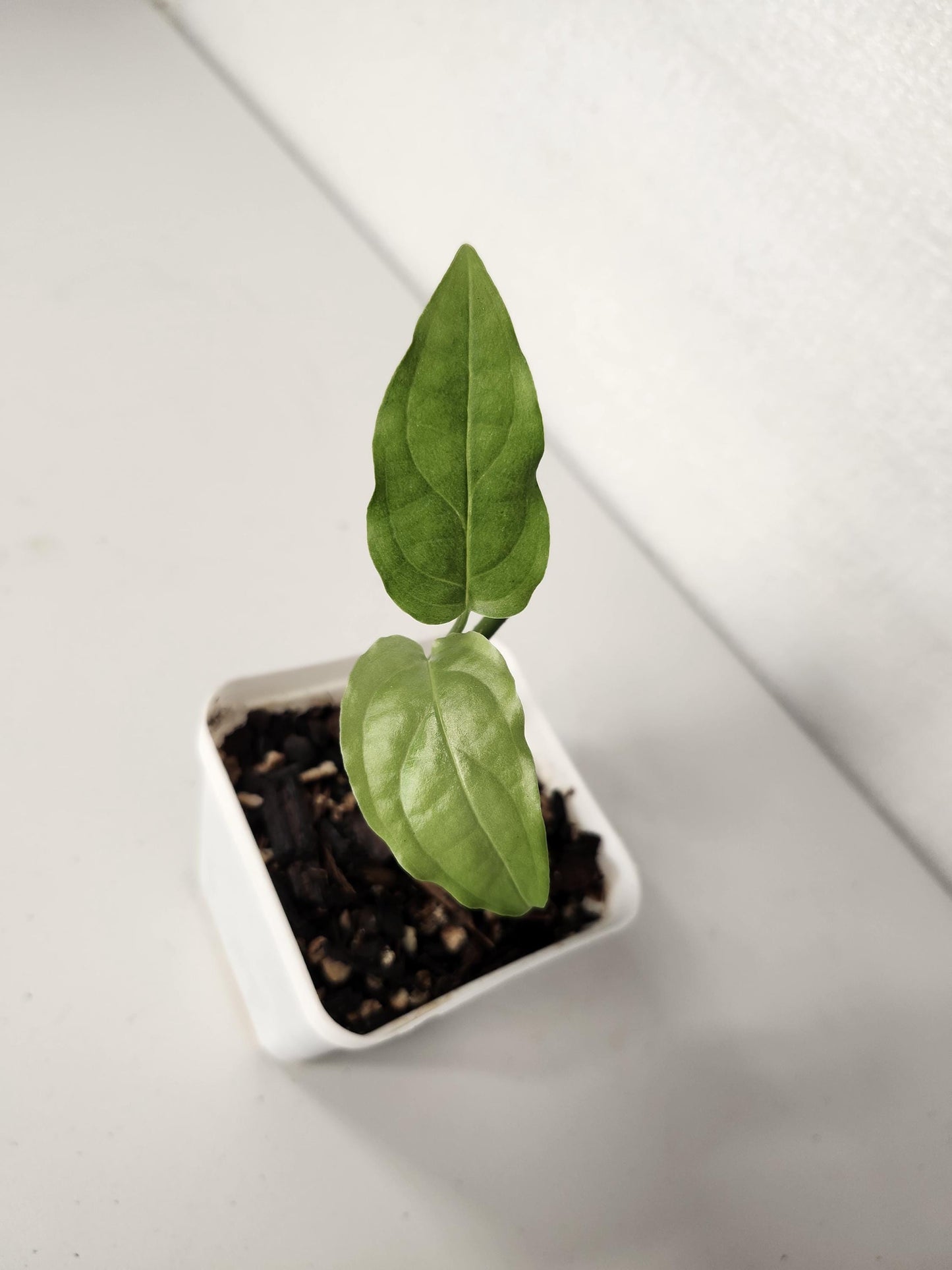 Monstera Obliqua Amazonas