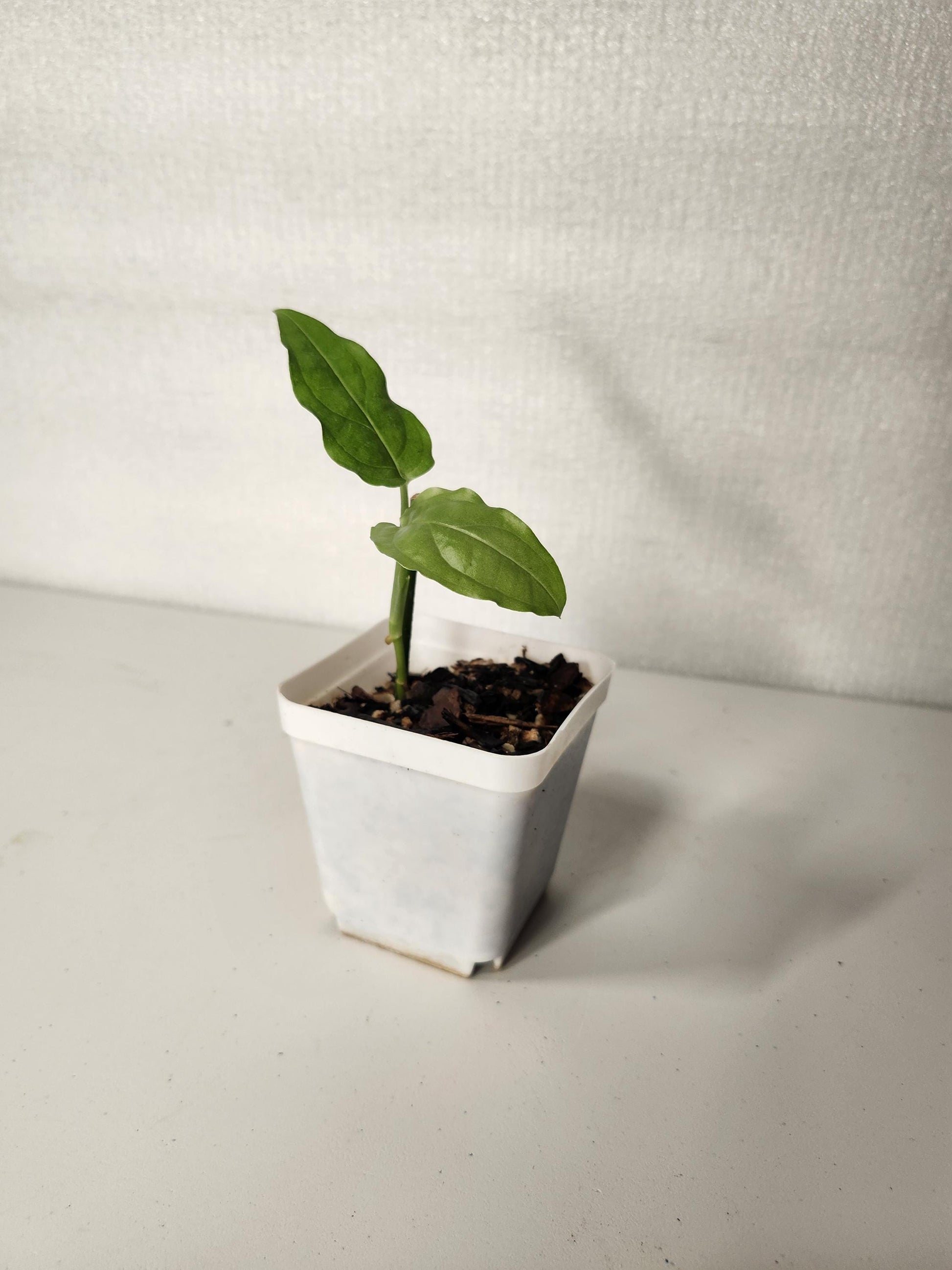 Monstera Obliqua Amazonas