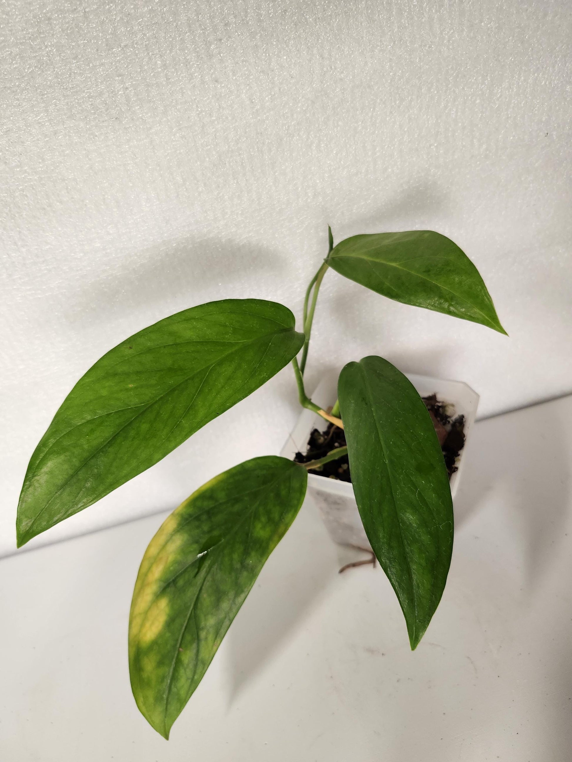 Monstera Glaucescens