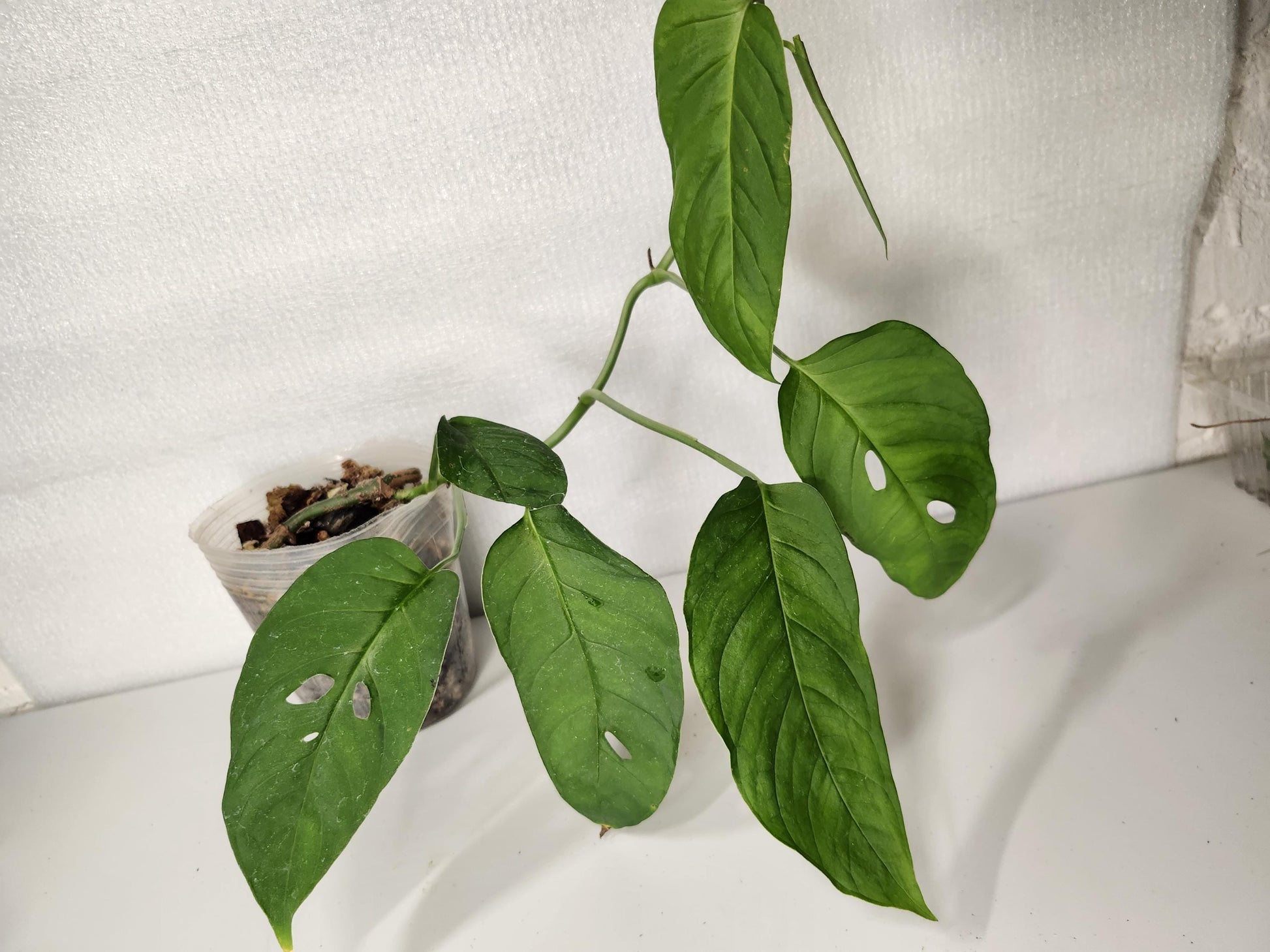 Monstera Sp Paradiso Costa Rica