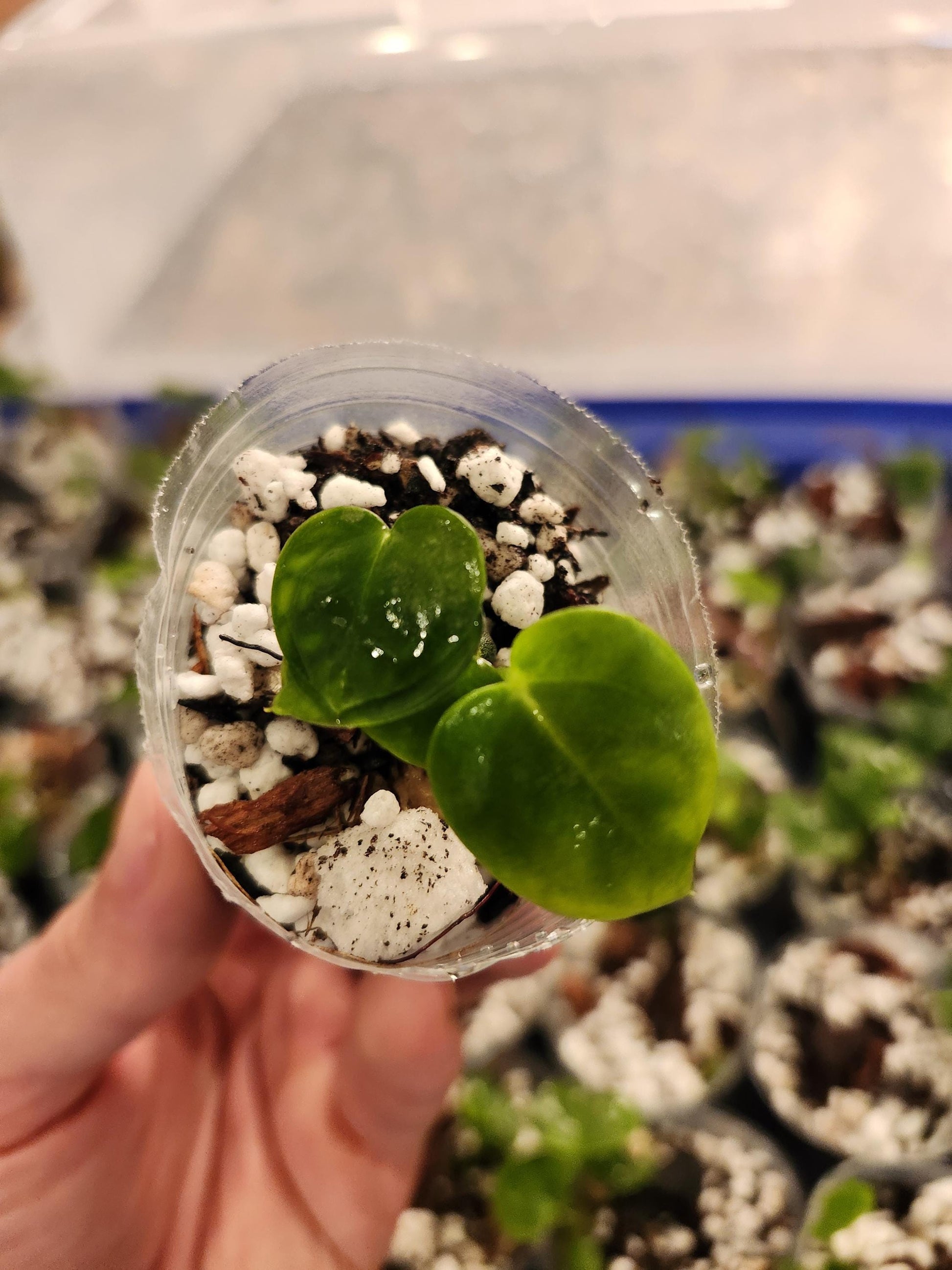 Anthurium (Dark Ace of Spades x Wonderboy) x (Red Crystallinum x Dark Mag) (New release)
