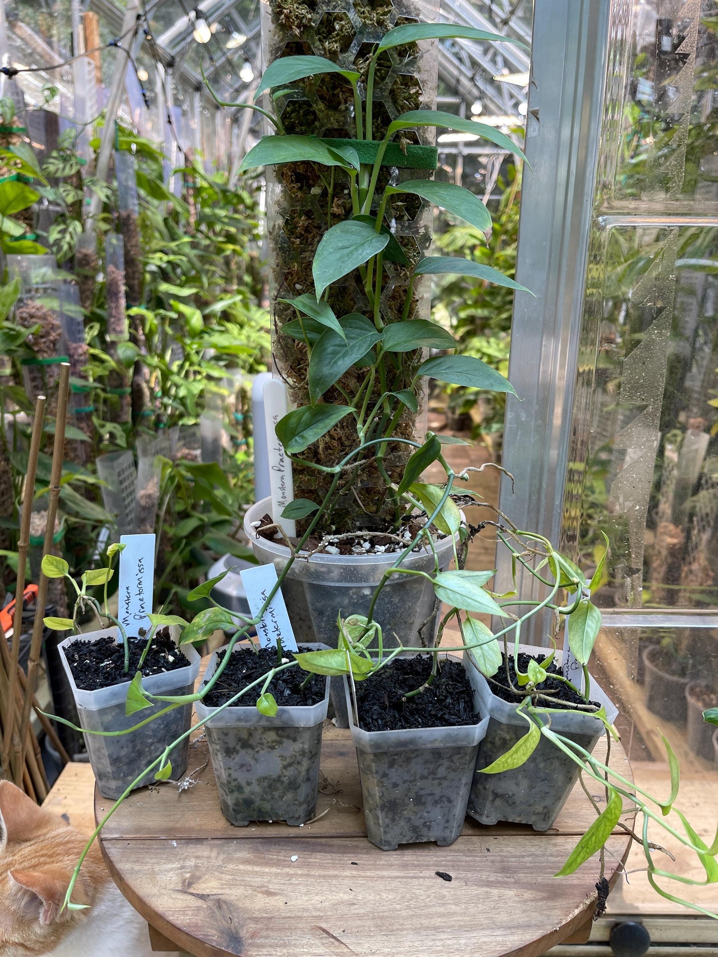 Monstera Praetermissa