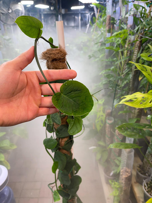 Monstera cf Tuberculata "Velvet Shingle" - 3 leaf with 3 nodes cuttings in moss.