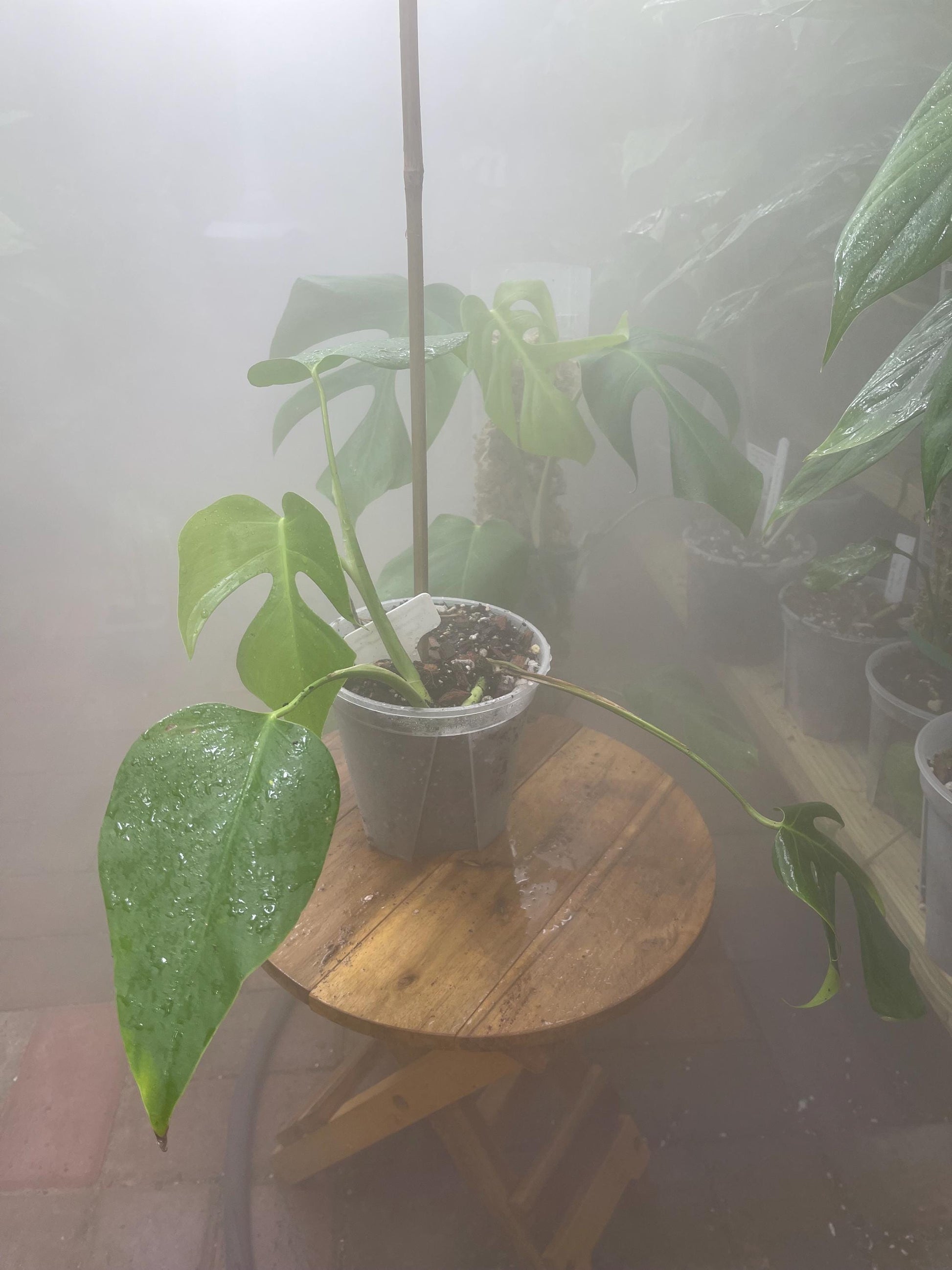Monstera Deliciosa var. Sierrana Hawaiian Form