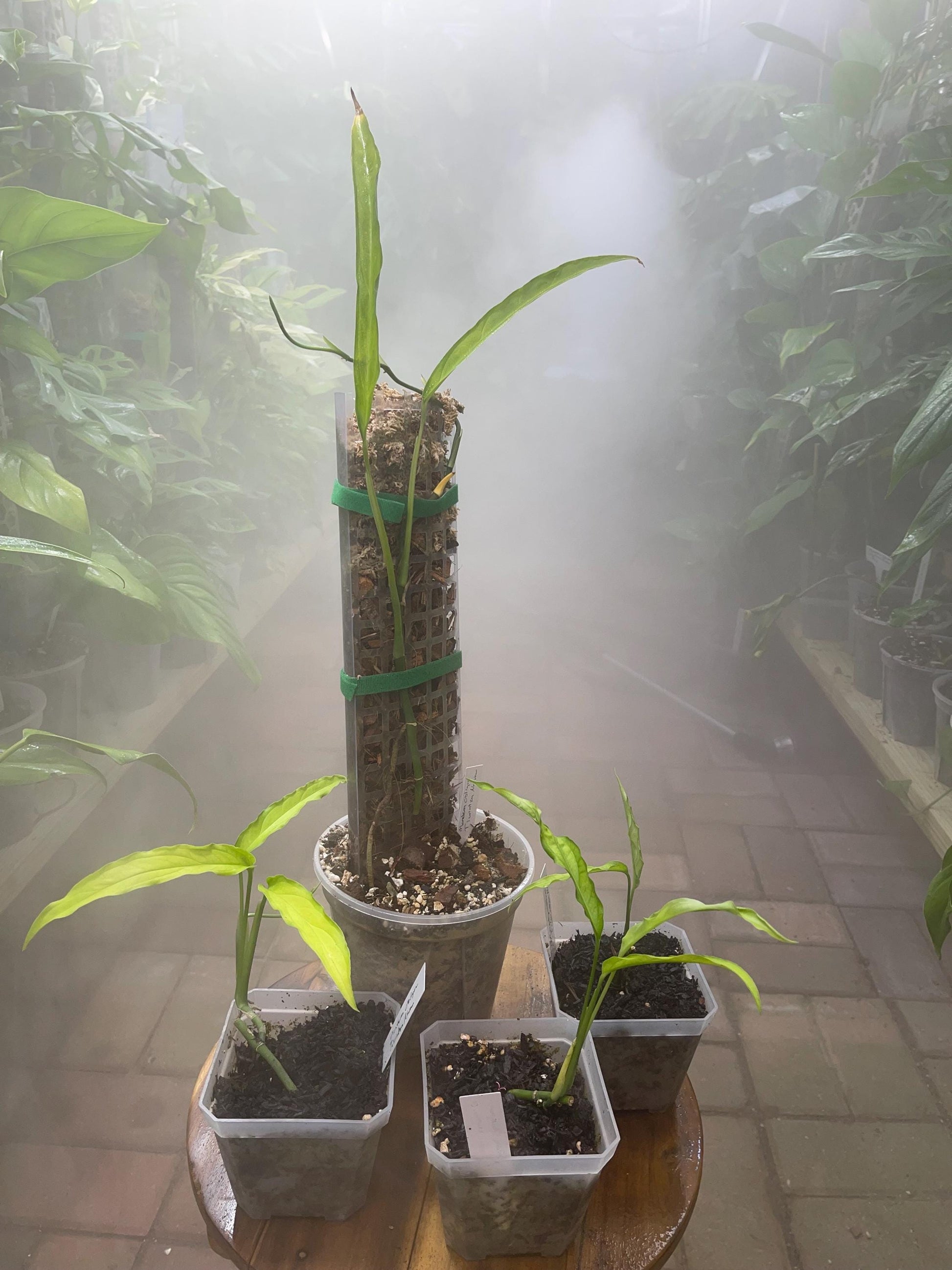 Monstera Obliqua Tiwintza Narrowed Form Rare