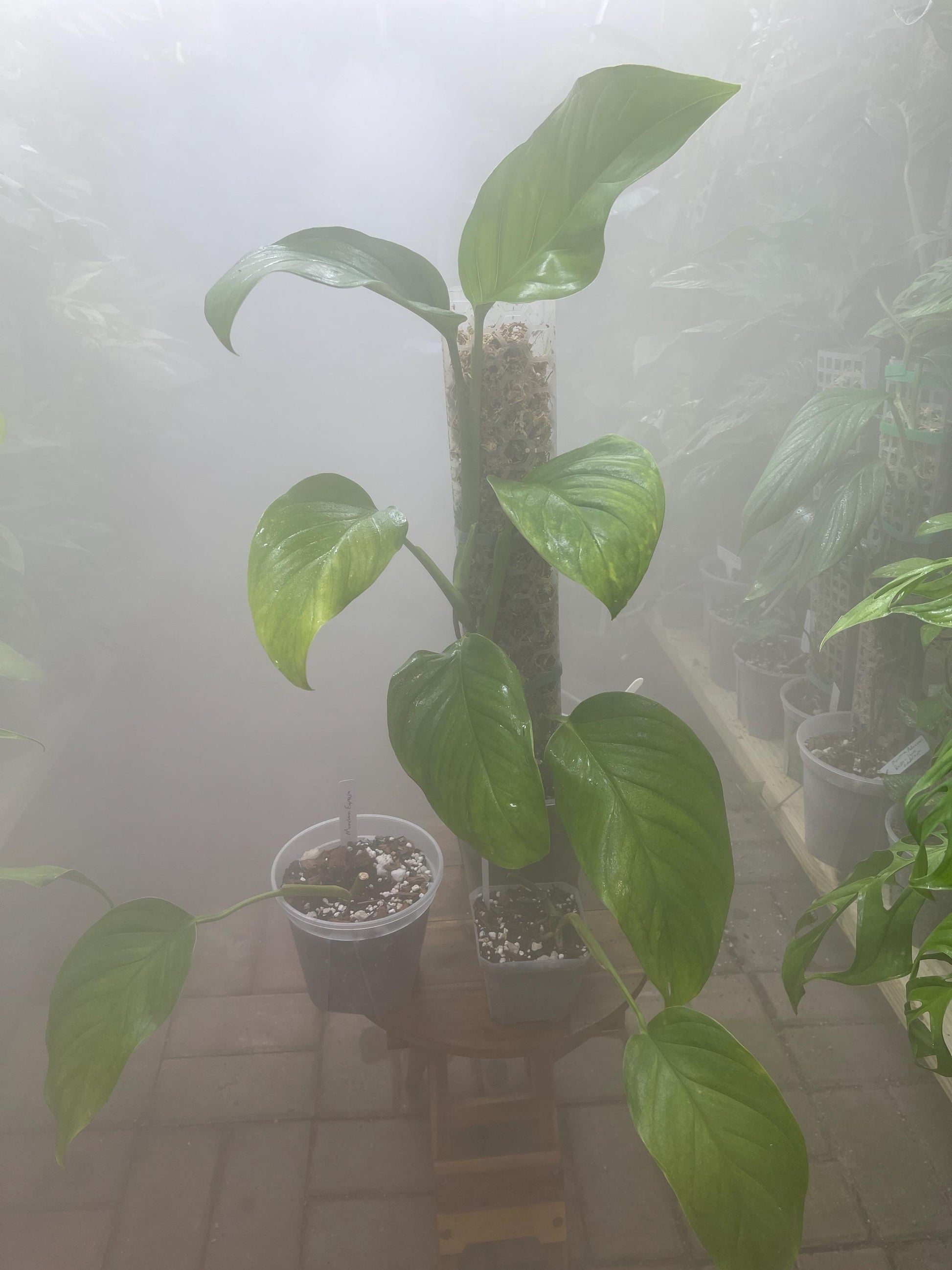 Monstera Egregia