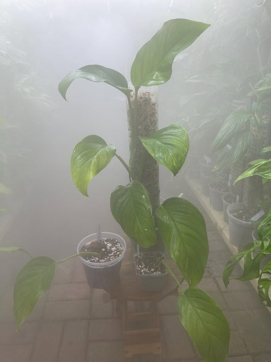Monstera Egregia