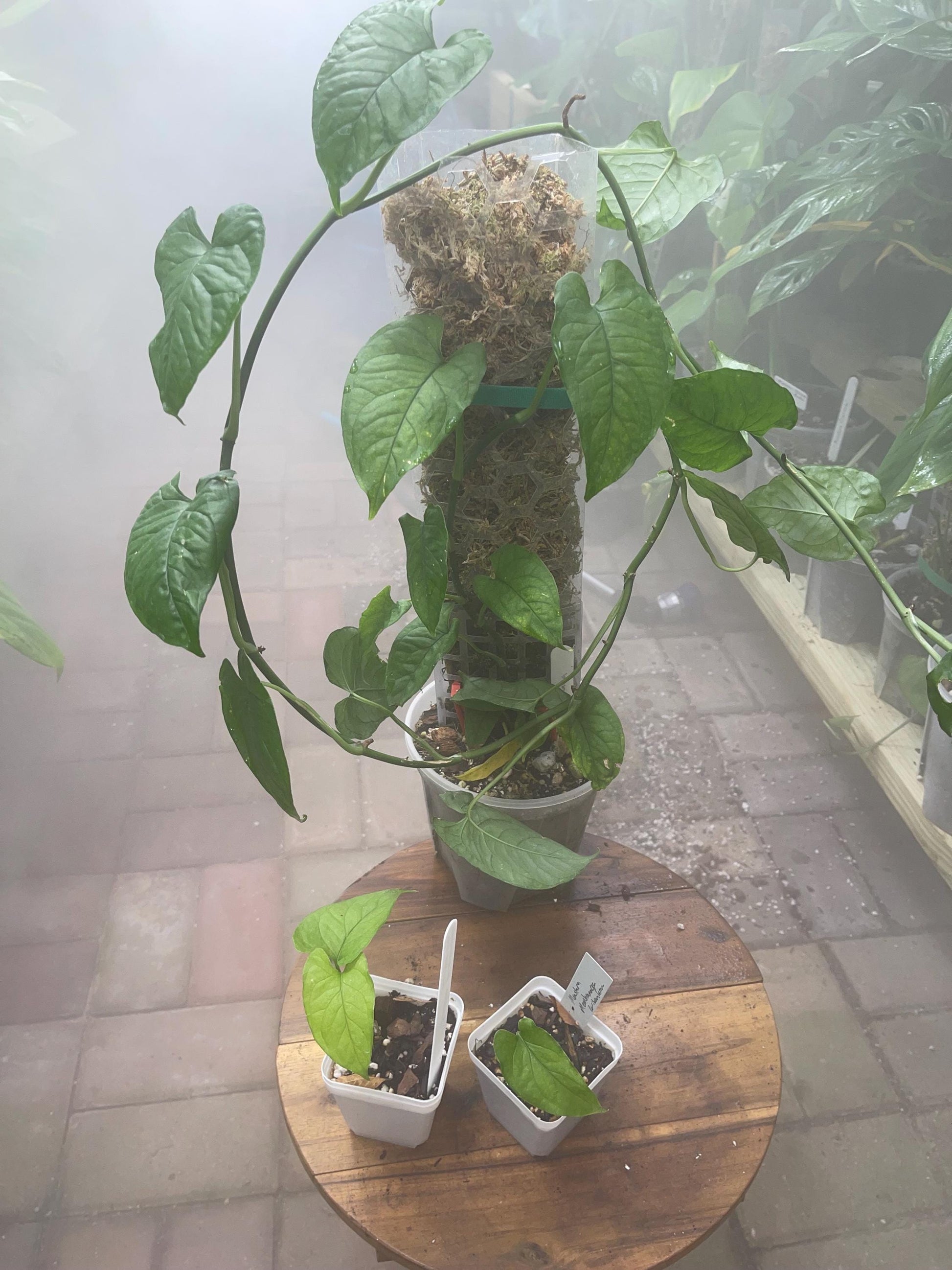 Monstera Membranacea