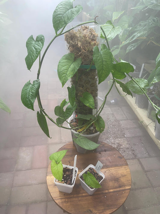Monstera Membranacea