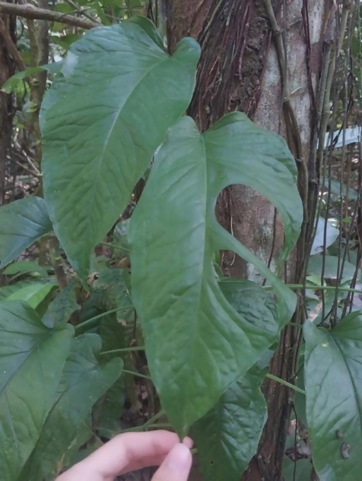 Monstera Membranacea